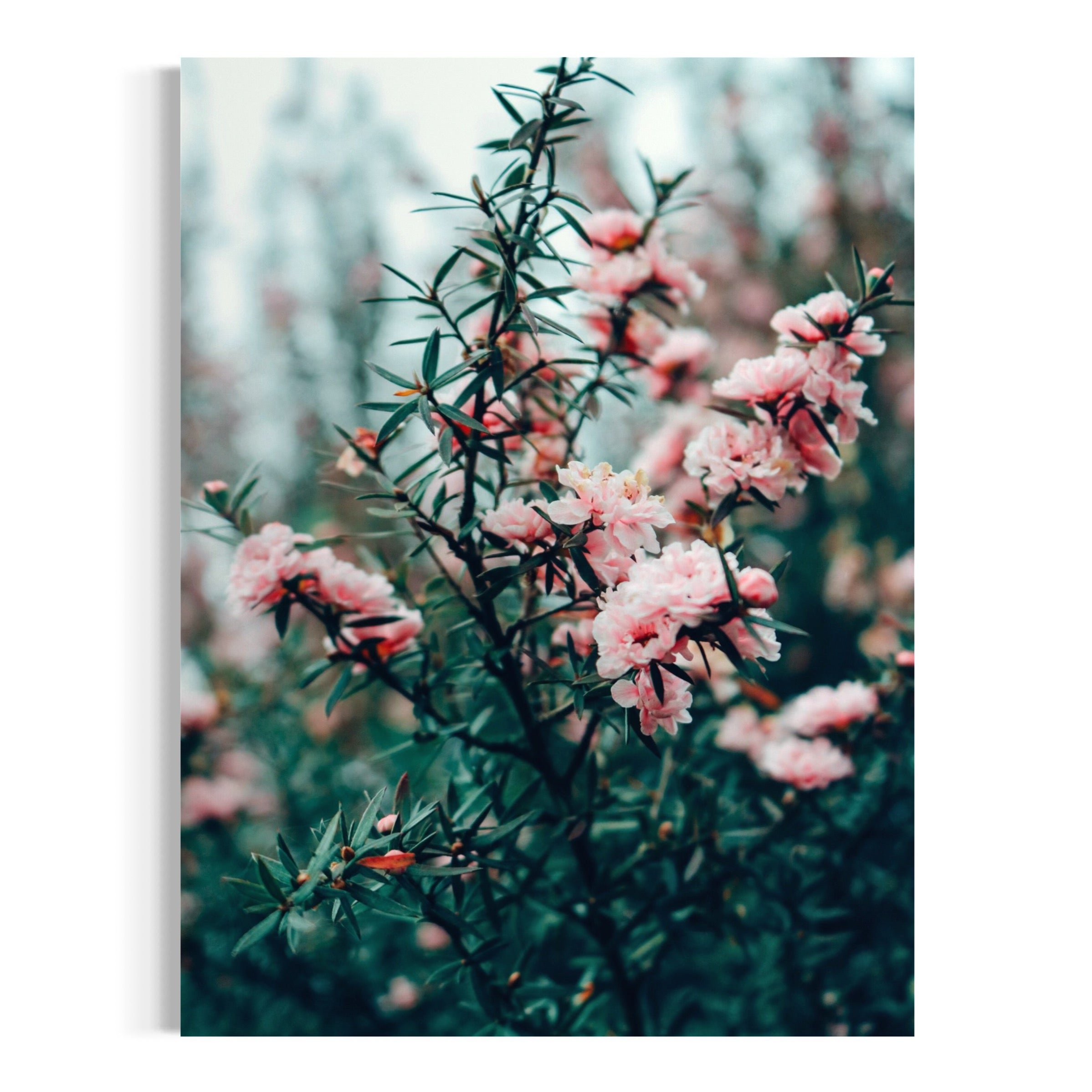 Manuka in Bloom - Moderno Wall Art Wall Art