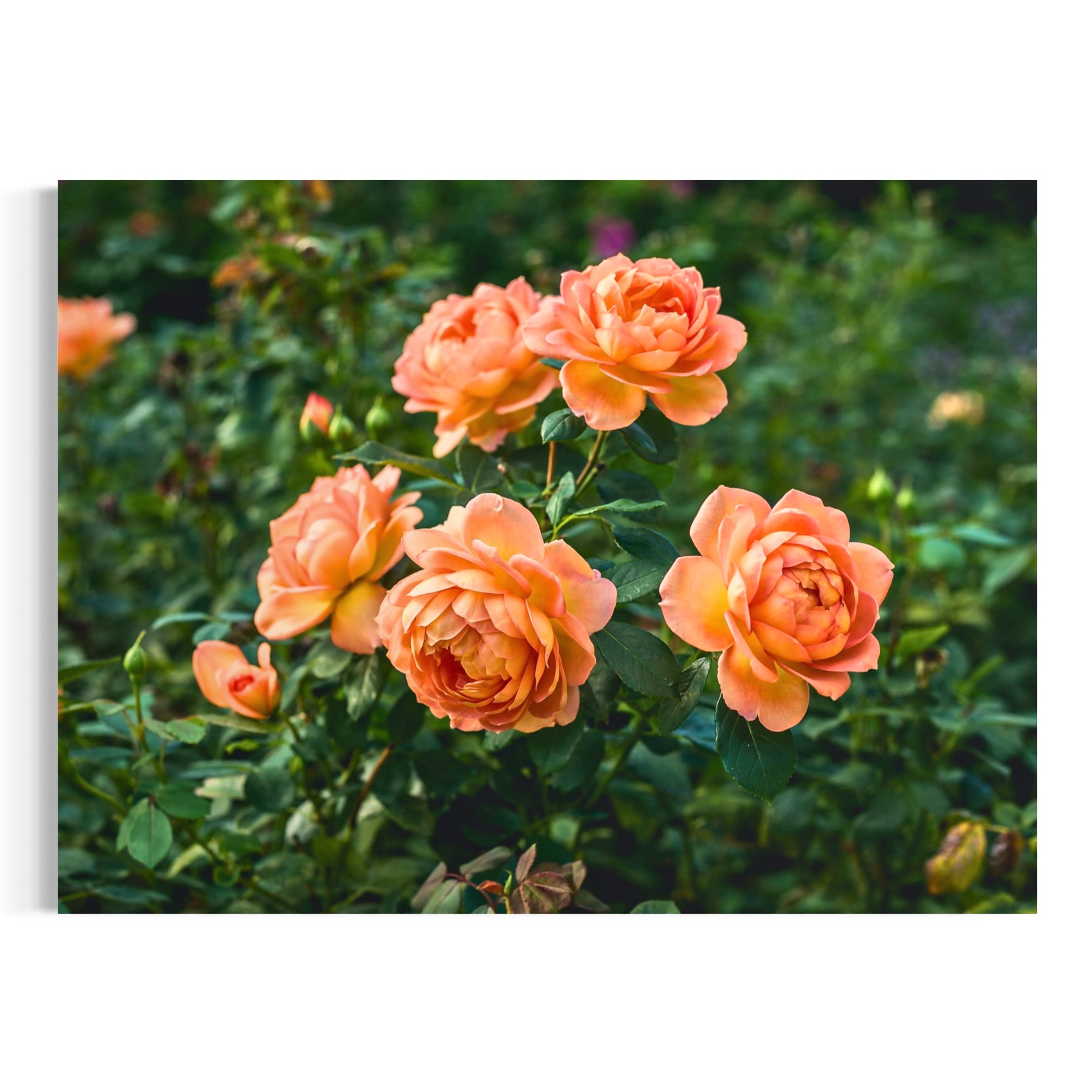 Warmth in Petals - Moderno Wall Art Wall Art