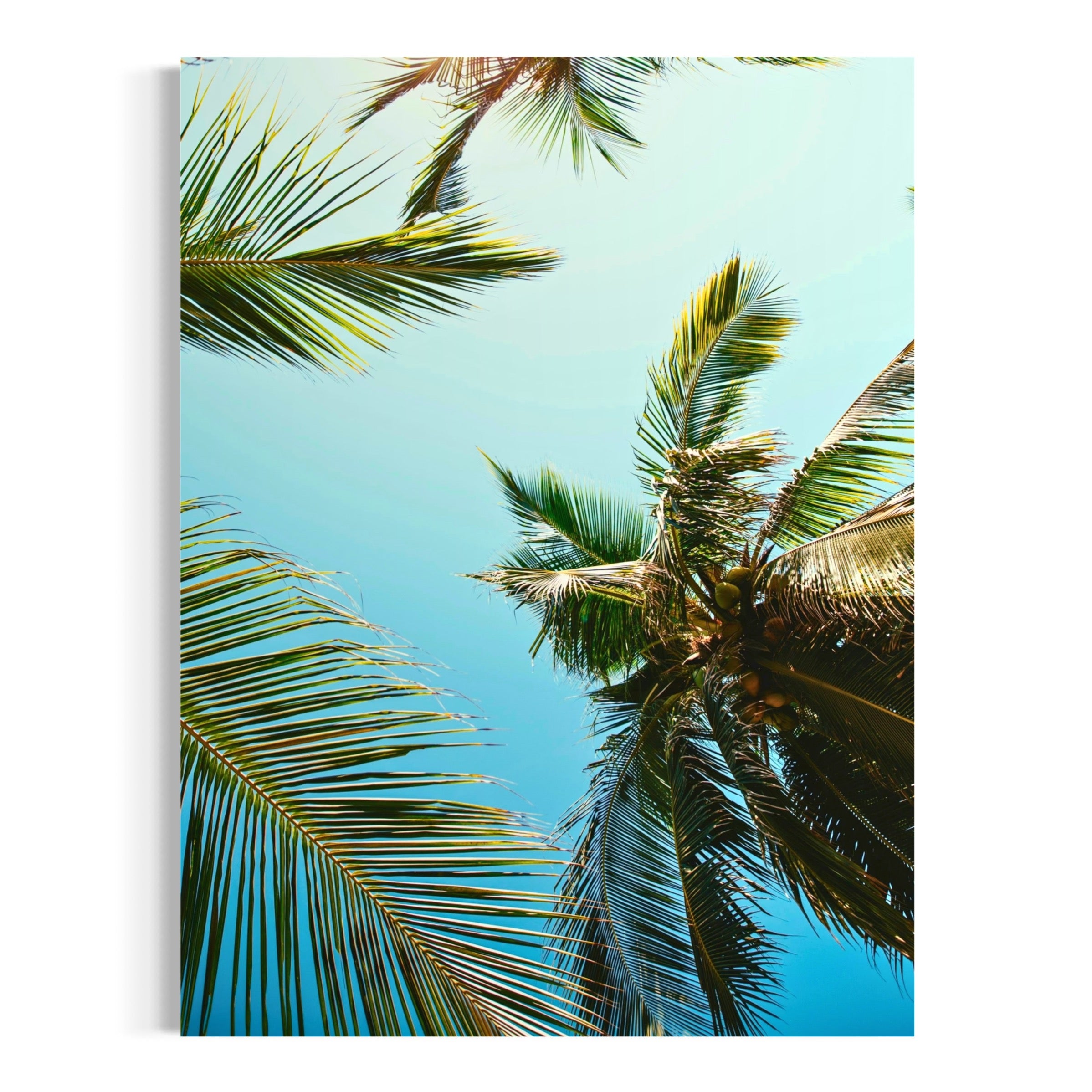 Sunlit Palm Canopy - Moderno Wall Art Wall Art
