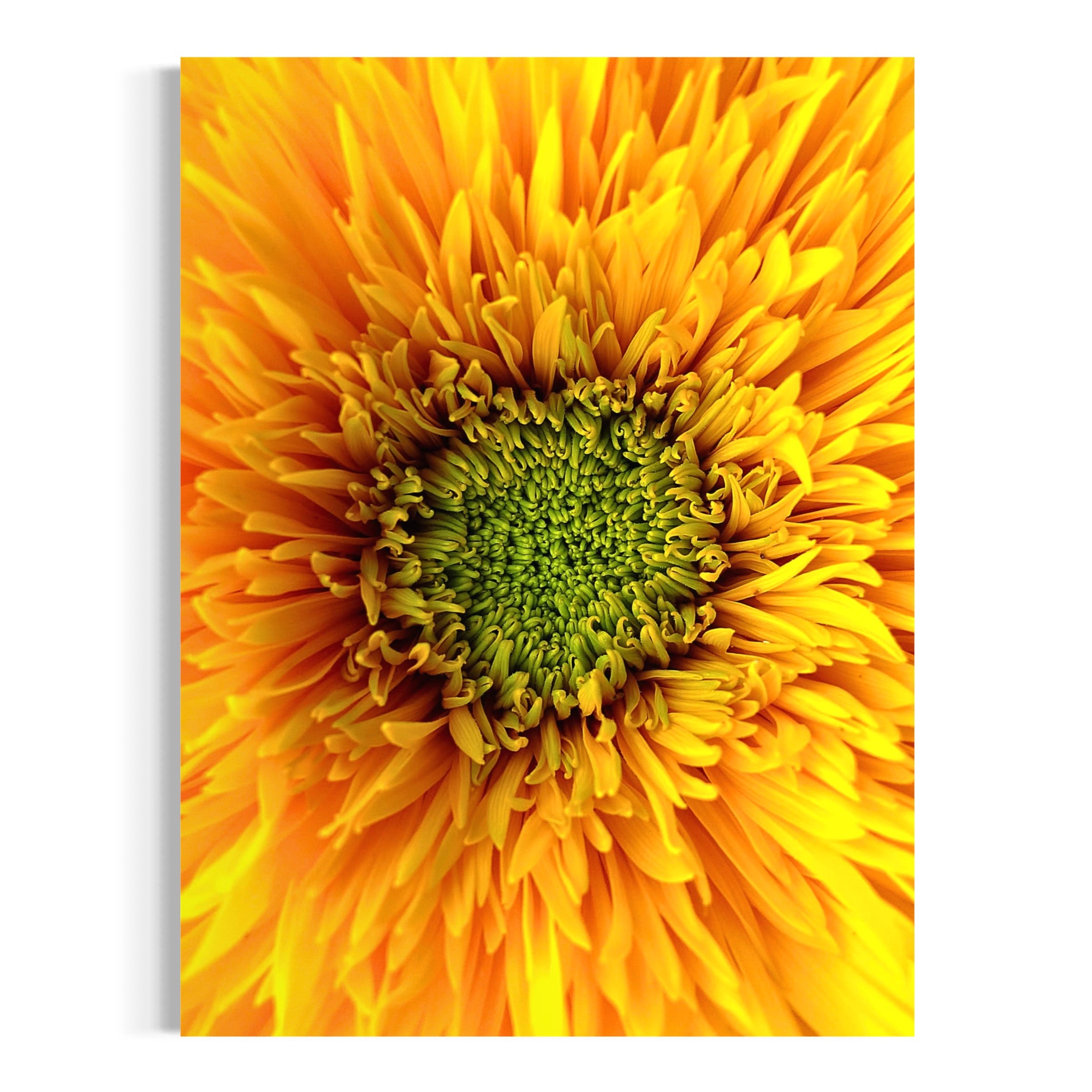 Nature’s Bloom - Moderno Wall Art Wall Art