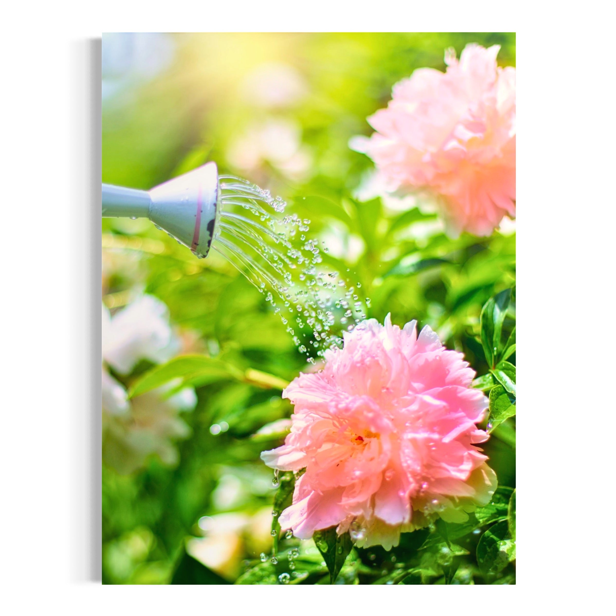 Peony Garden - Moderno Wall Art Wall Art