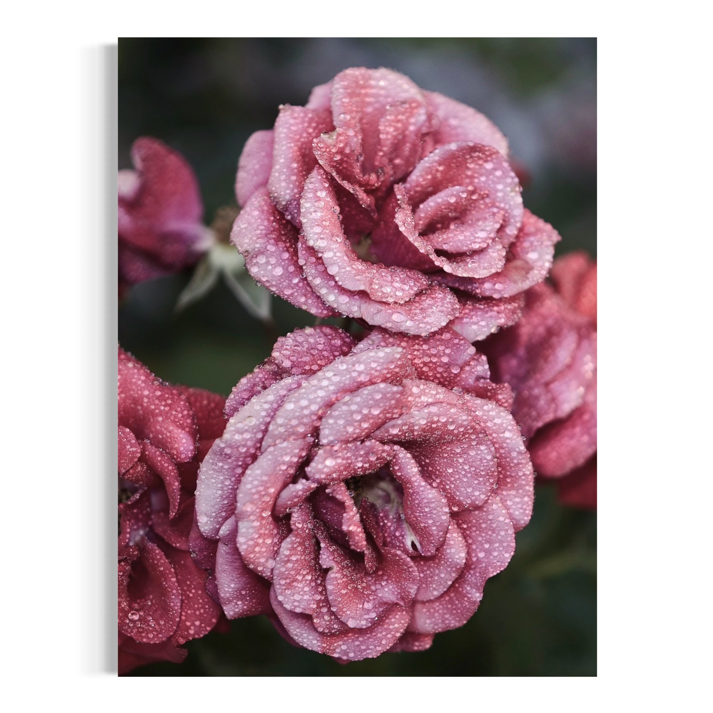 Pink Pair - Moderno Wall Art Wall Art