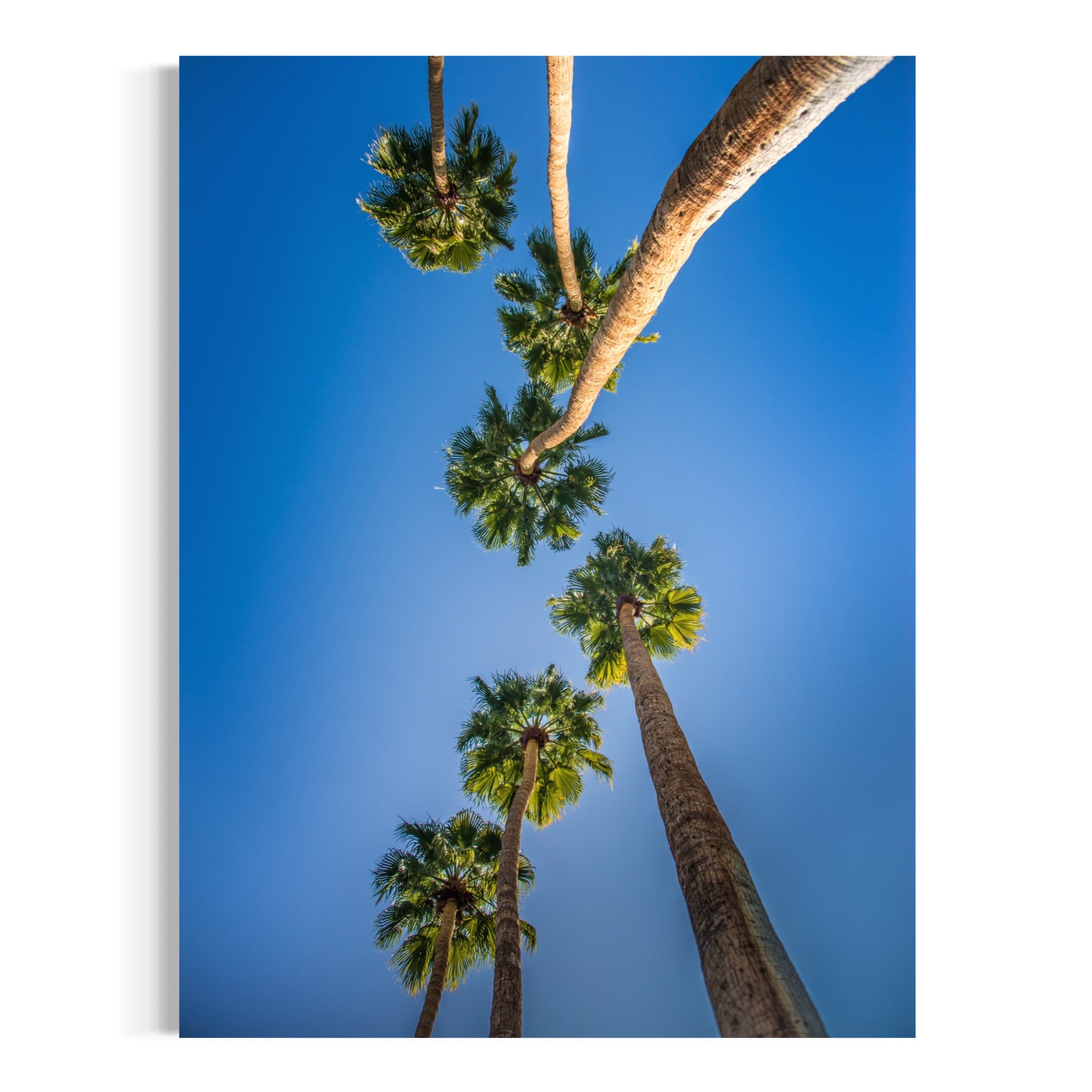 Blue Sky Palms - Moderno Wall Art Wall Art