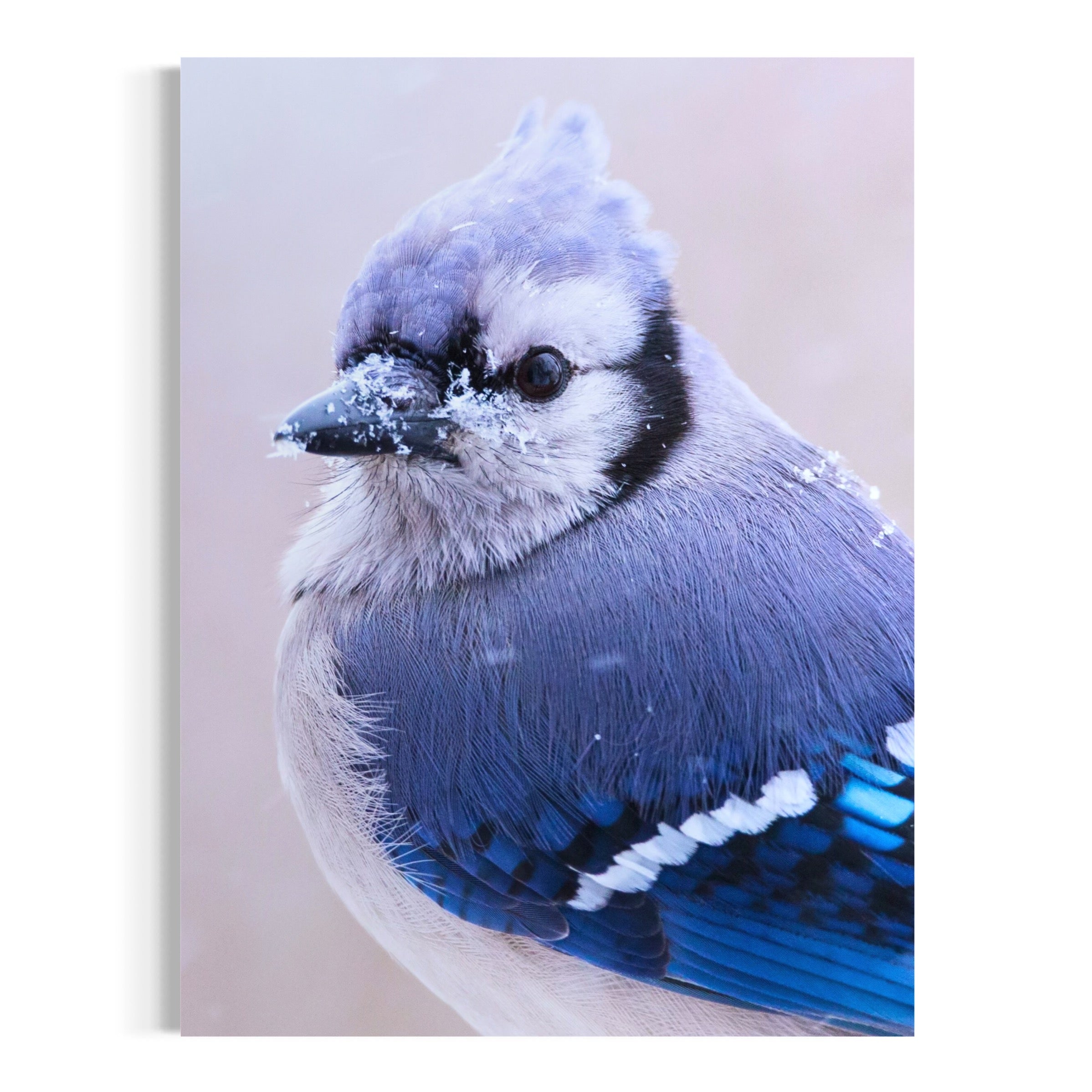 Blue Jay in Snowfall - Moderno Wall Art Wall Art