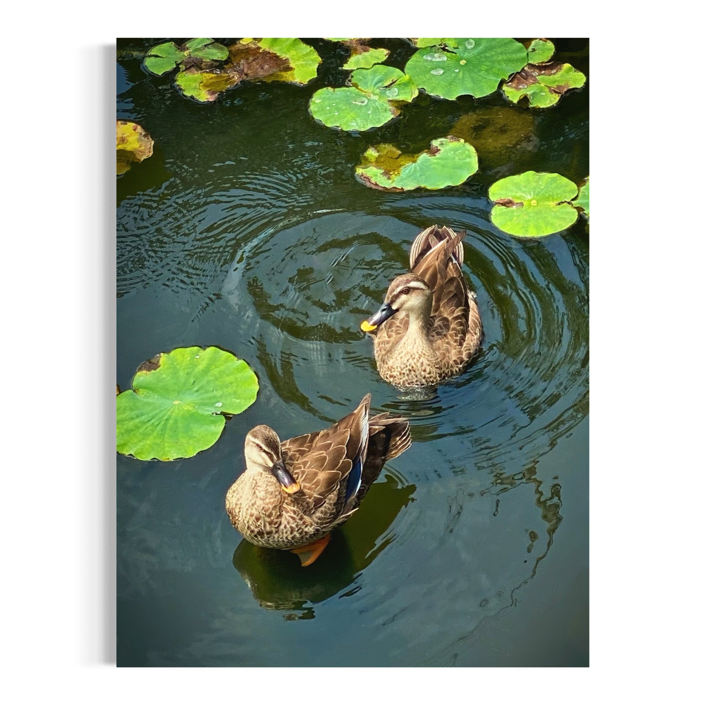 Among the Lily Pads - Moderno Wall Art Wall Art