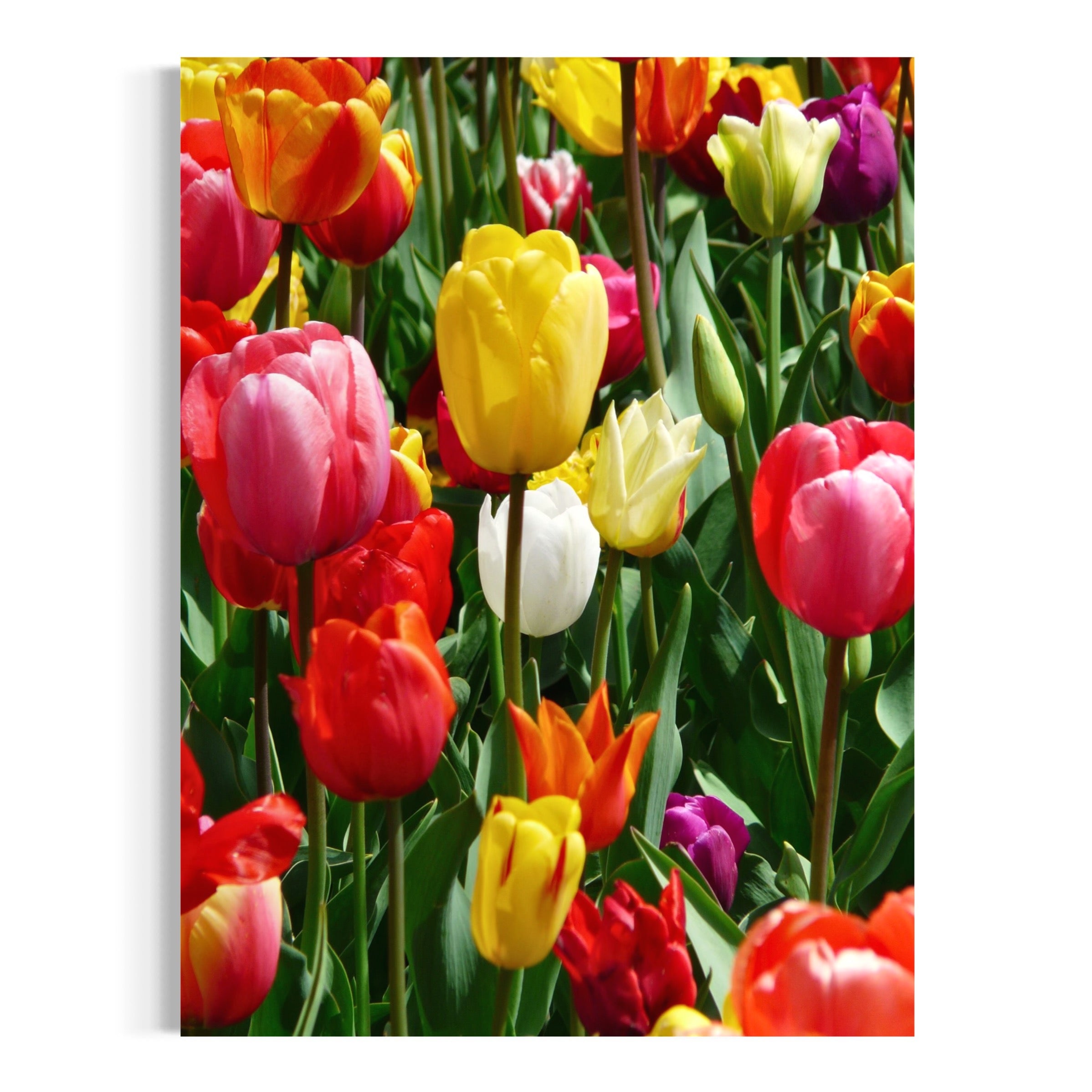 Spring’s Palette - Moderno Wall Art Wall Art
