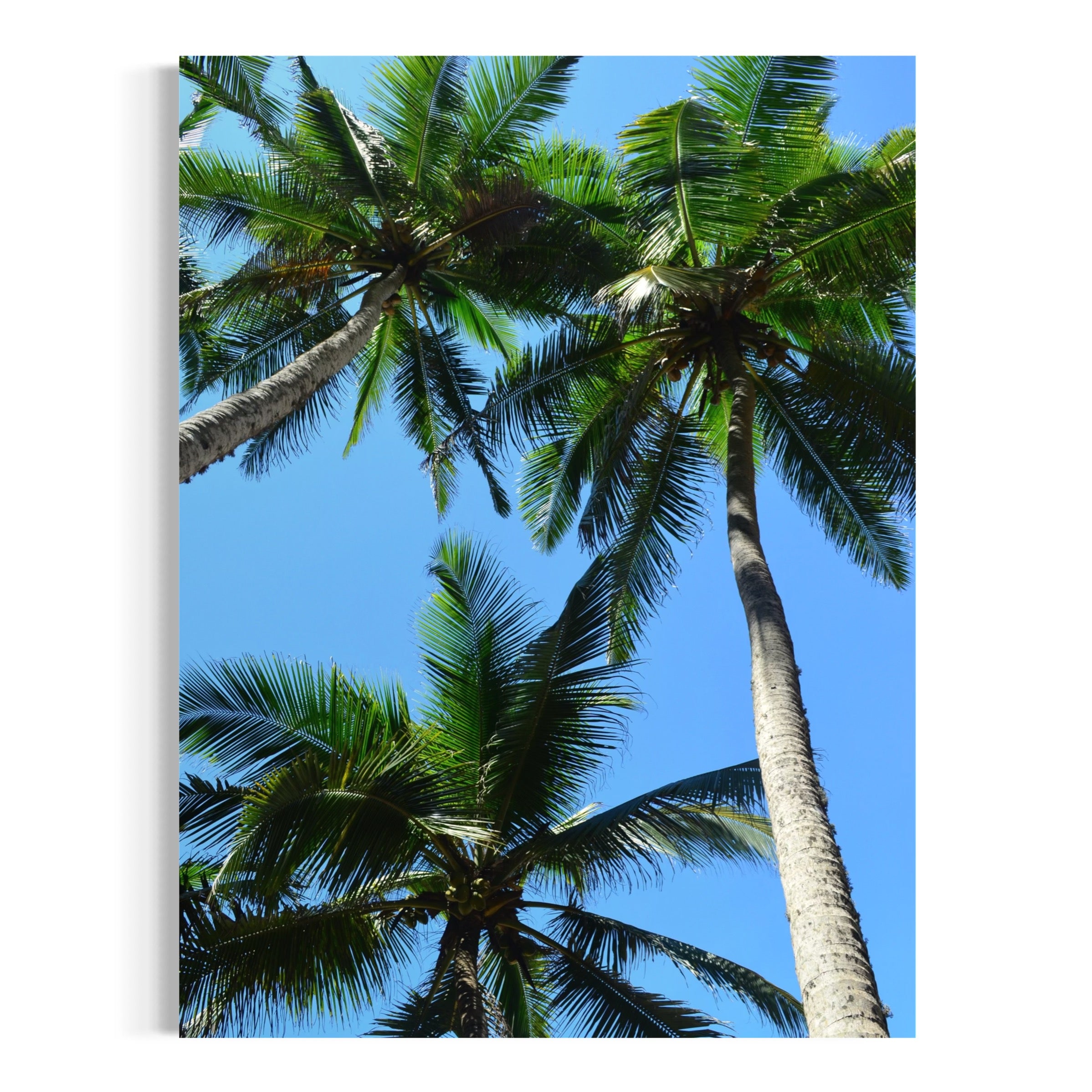 Coconut Canopy - Moderno Wall Art Wall Art
