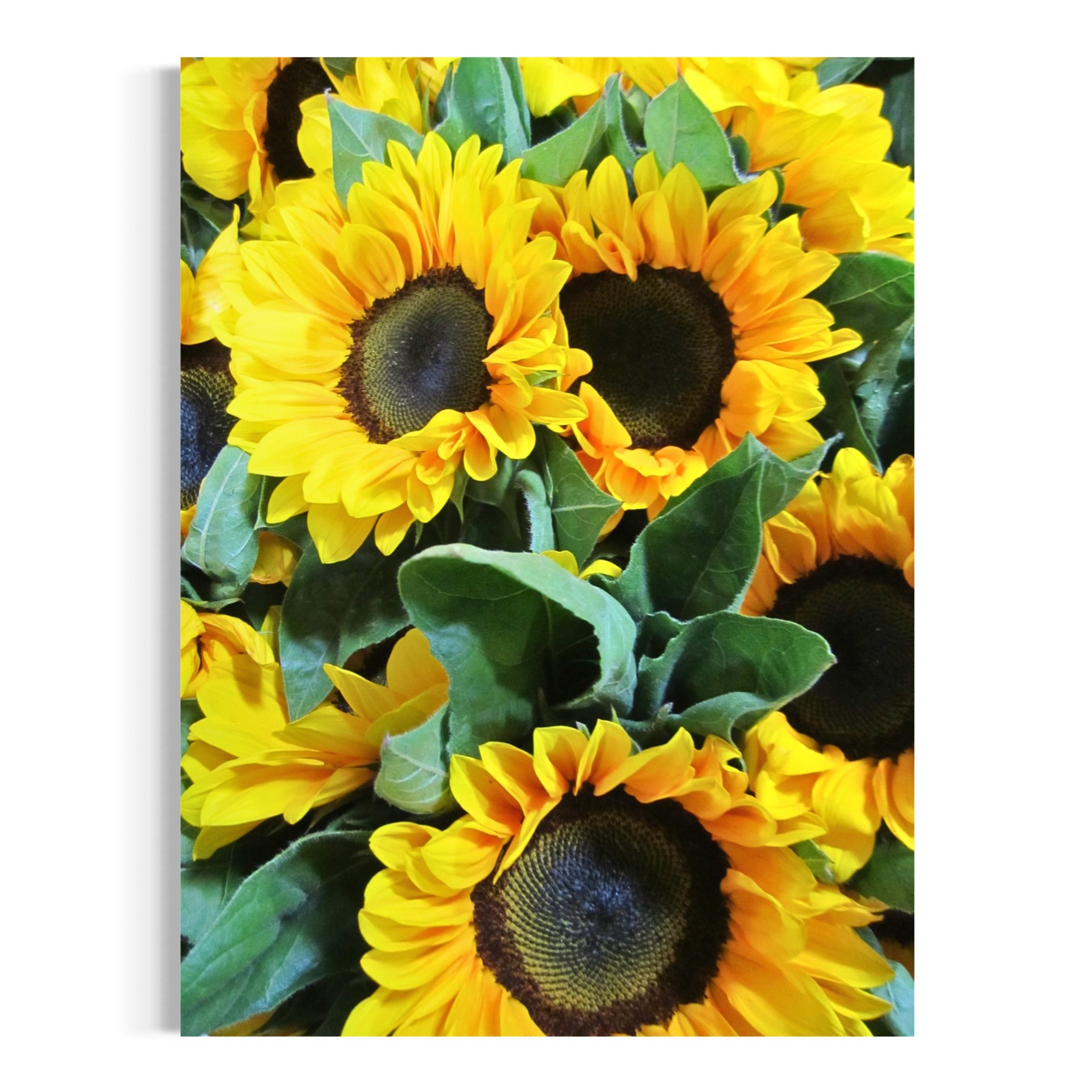 Sunflower Bunch - Moderno Wall Art Wall Art