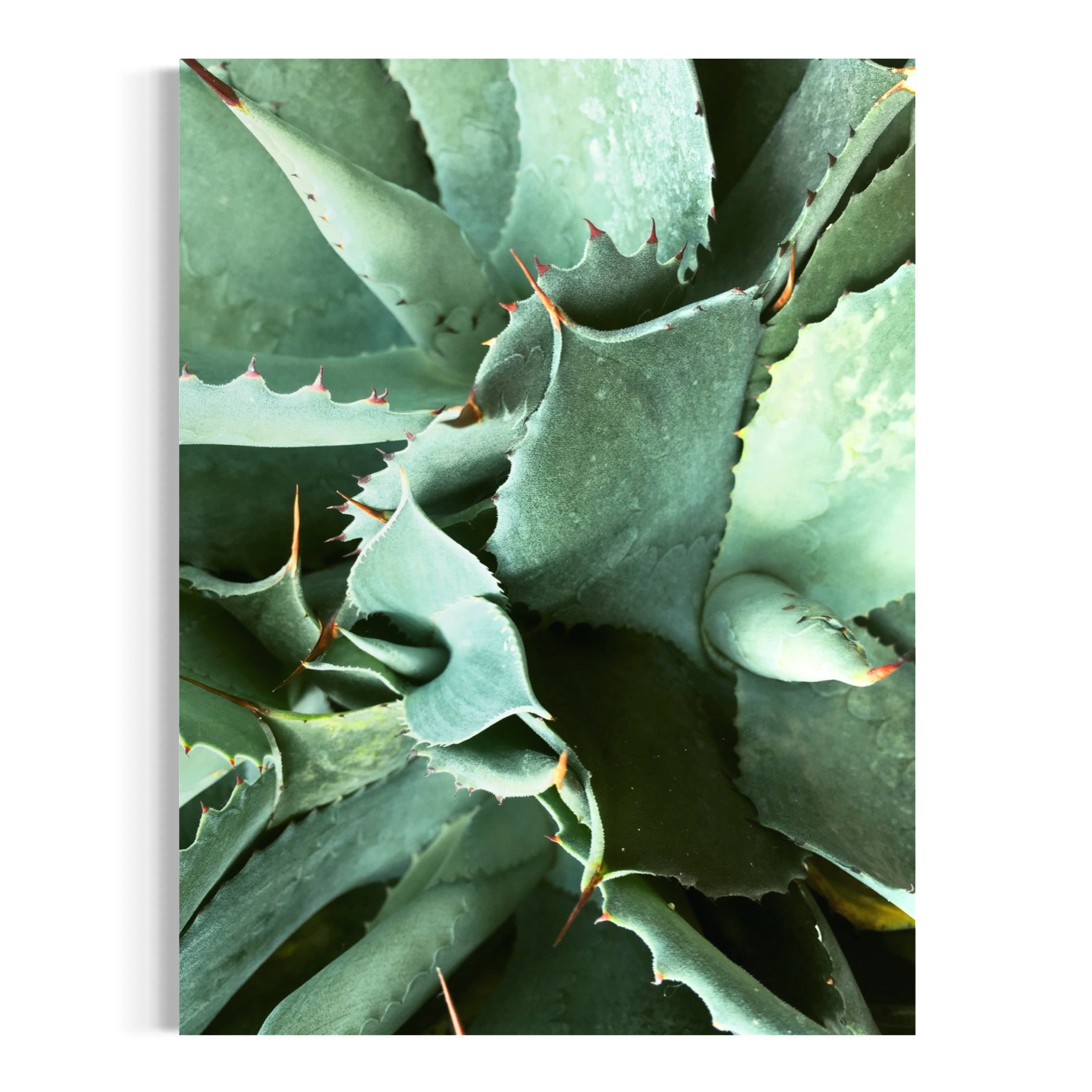 Agave in Detail - Moderno Wall Art Wall Art
