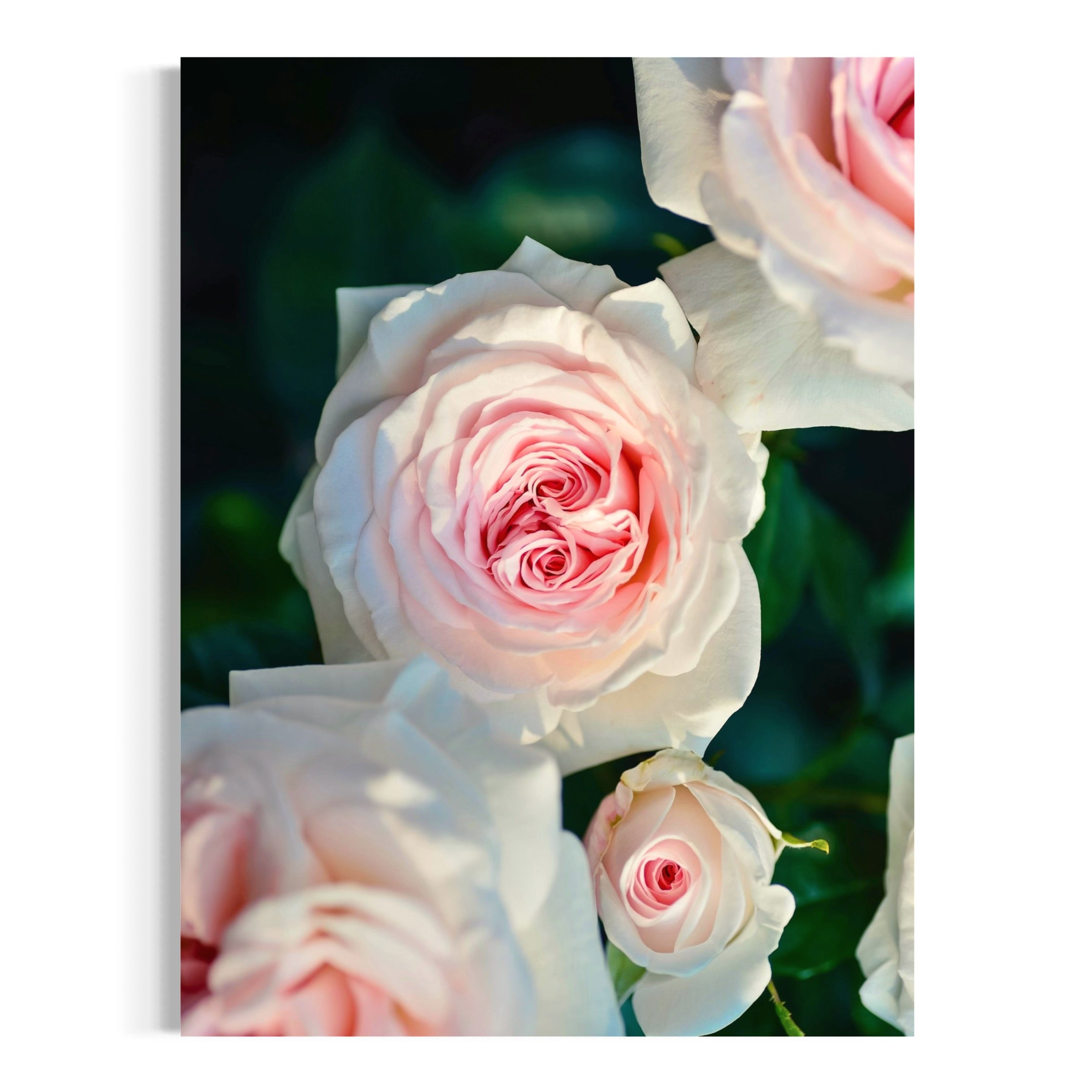 Gentle Bloom - Moderno Wall Art Wall Art