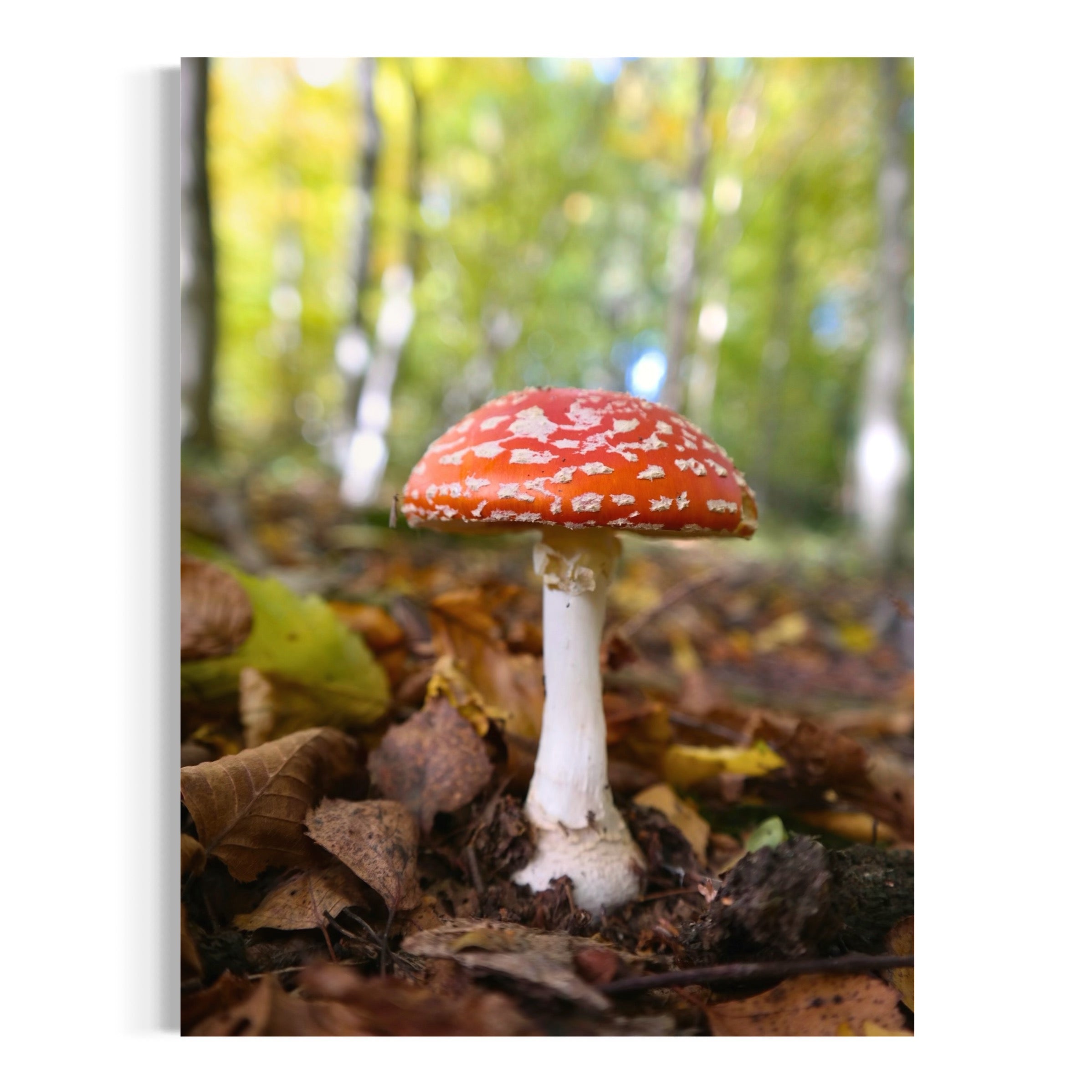 Red Cap Mushroom - Moderno Wall Art Wall Art