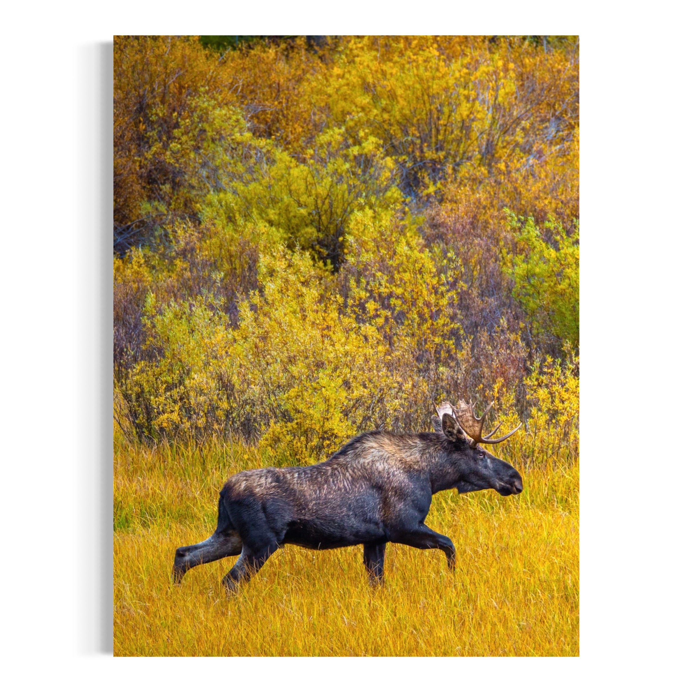 Majestic Moose in Fall - Moderno Wall Art Wall Art