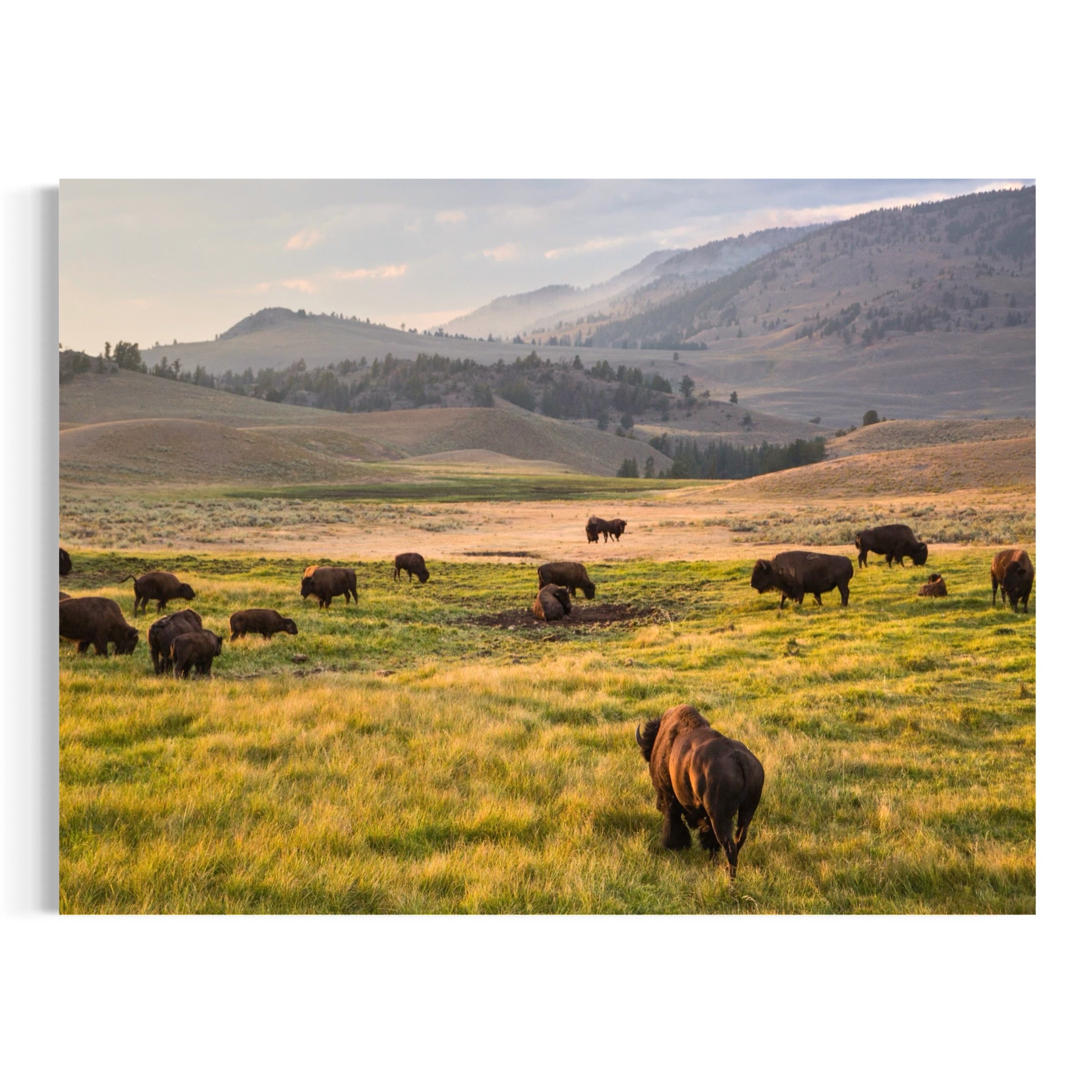 Bison at Golden Hour - Moderno Wall Art Wall Art