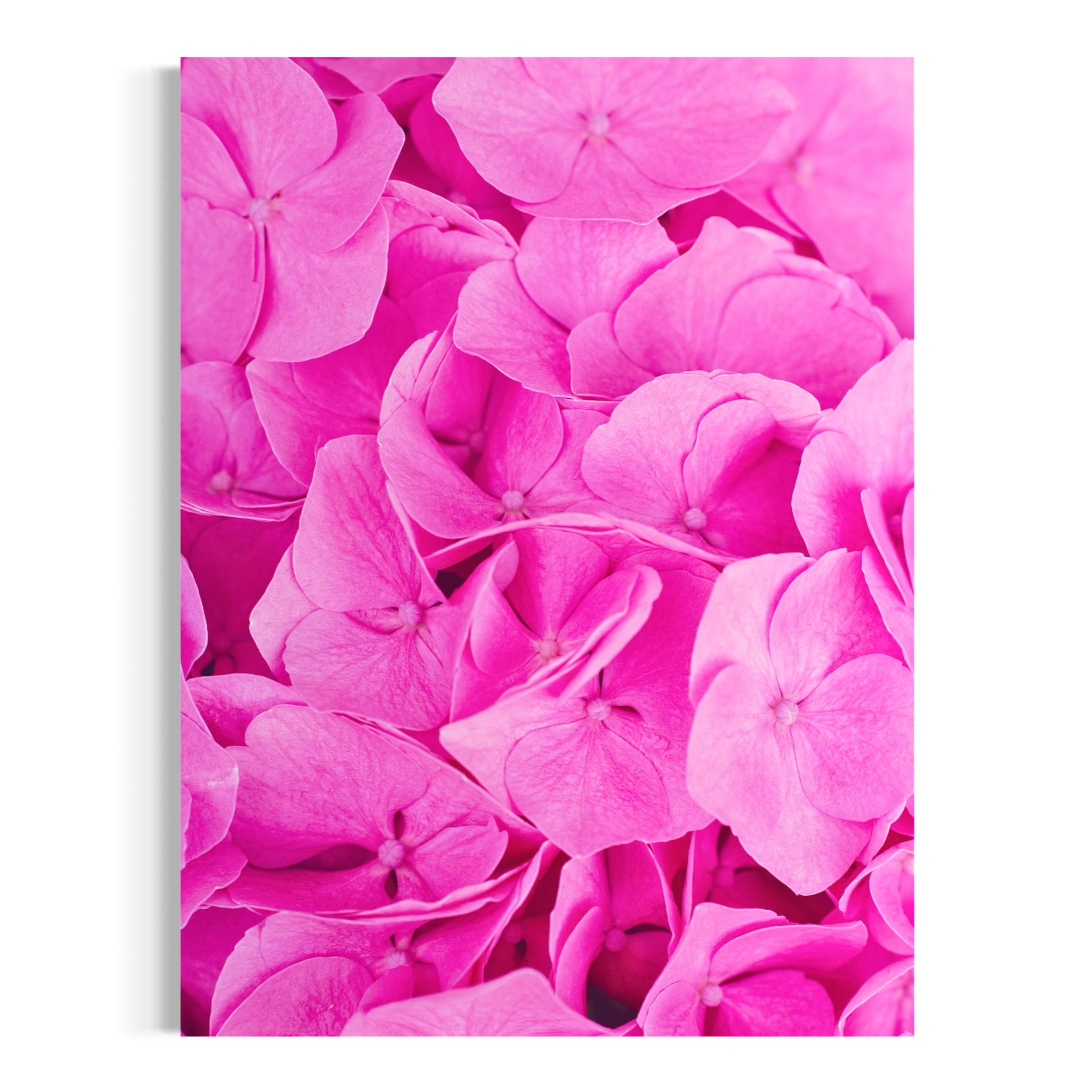Pink Hydrangea in Detail - Moderno Wall Art Wall Art