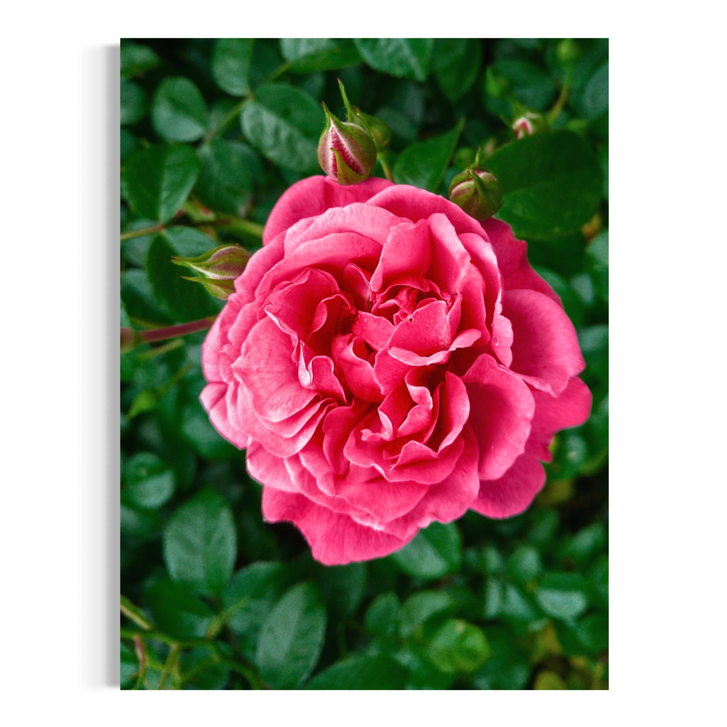 Flourishing Bloom - Moderno Wall Art Wall Art