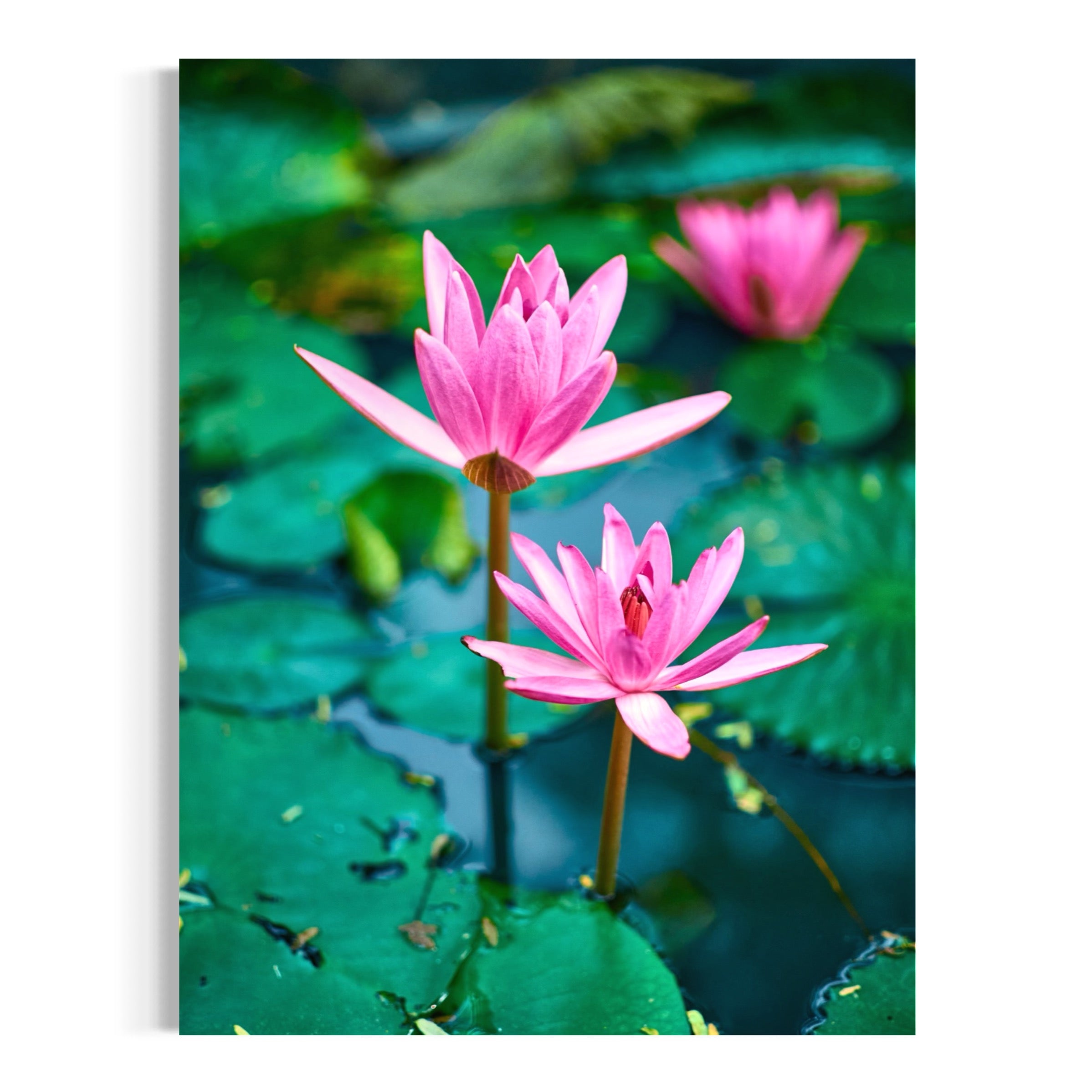 Water Lilies - Moderno Wall Art Wall Art