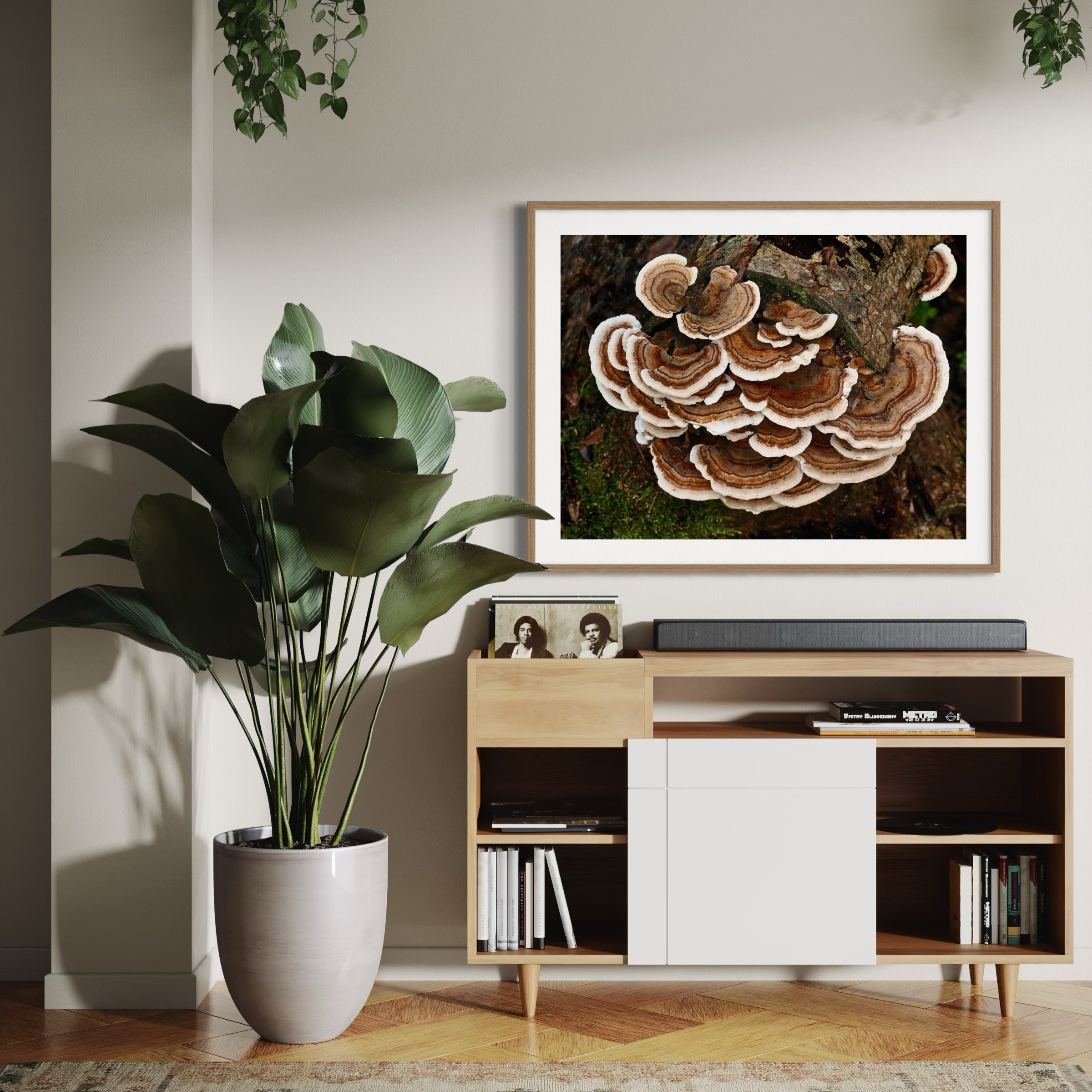 Turkey Tail Fungus - Moderno Wall Art Wall Art