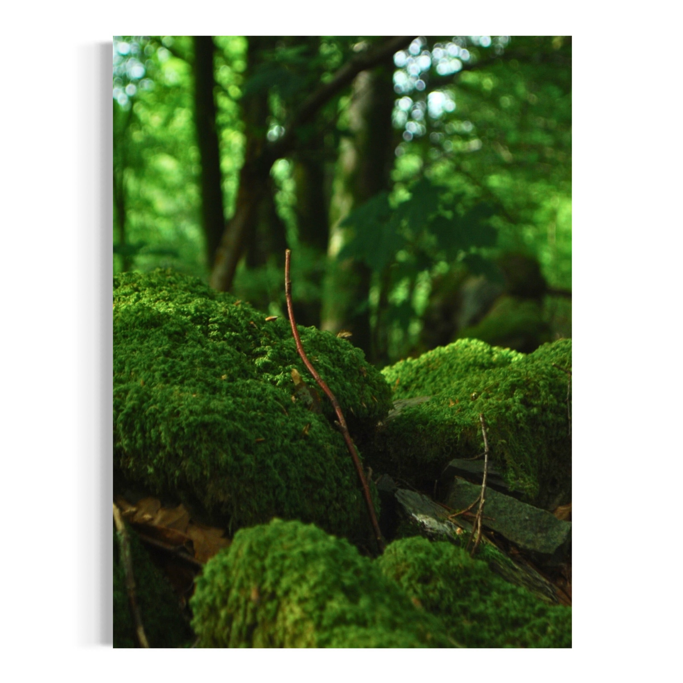 Forest Moss - Moderno Wall Art Wall Art