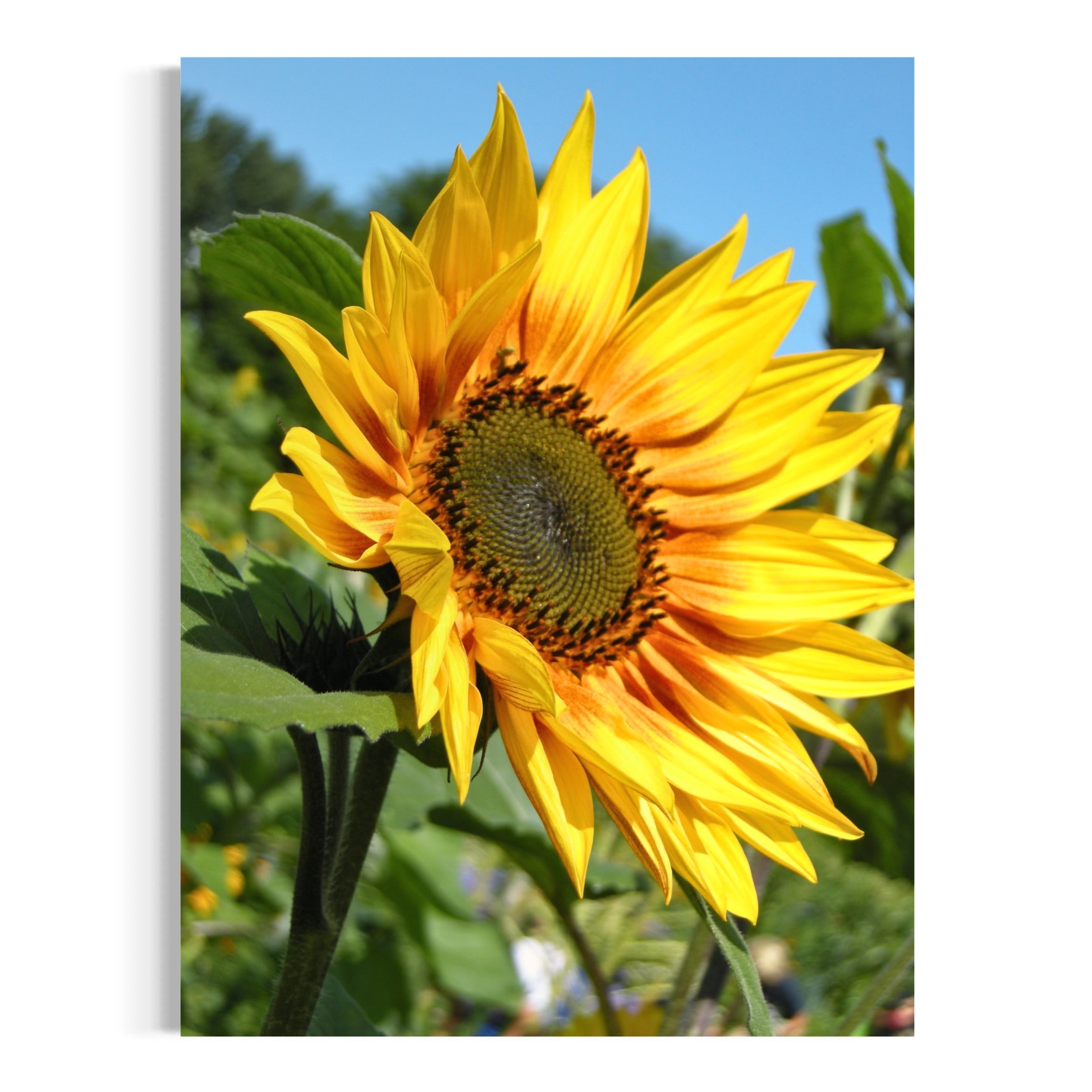 Golden Petals, Blue Sky - Moderno Wall Art Wall Art