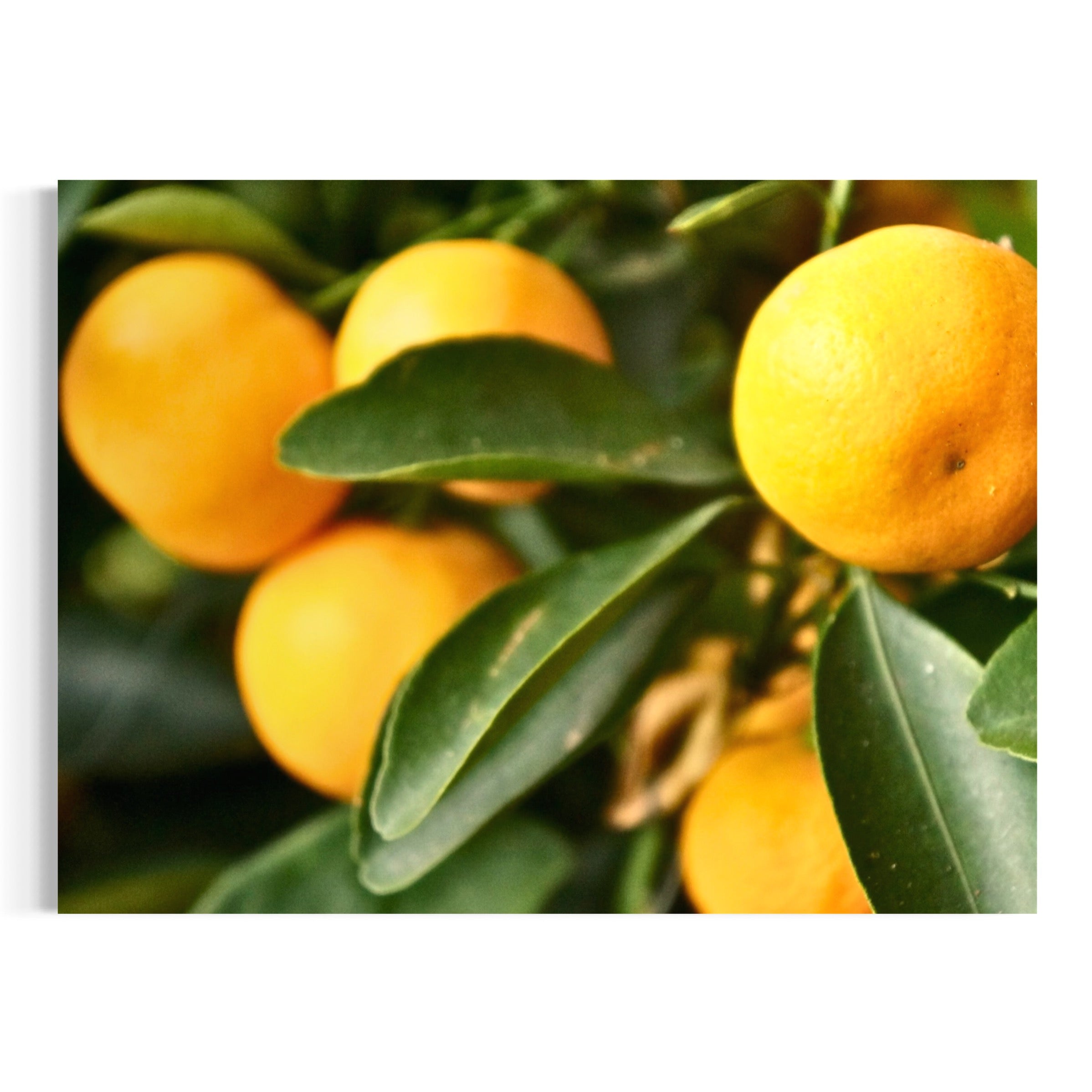 Ripe and Radiant - Moderno Wall Art Wall Art