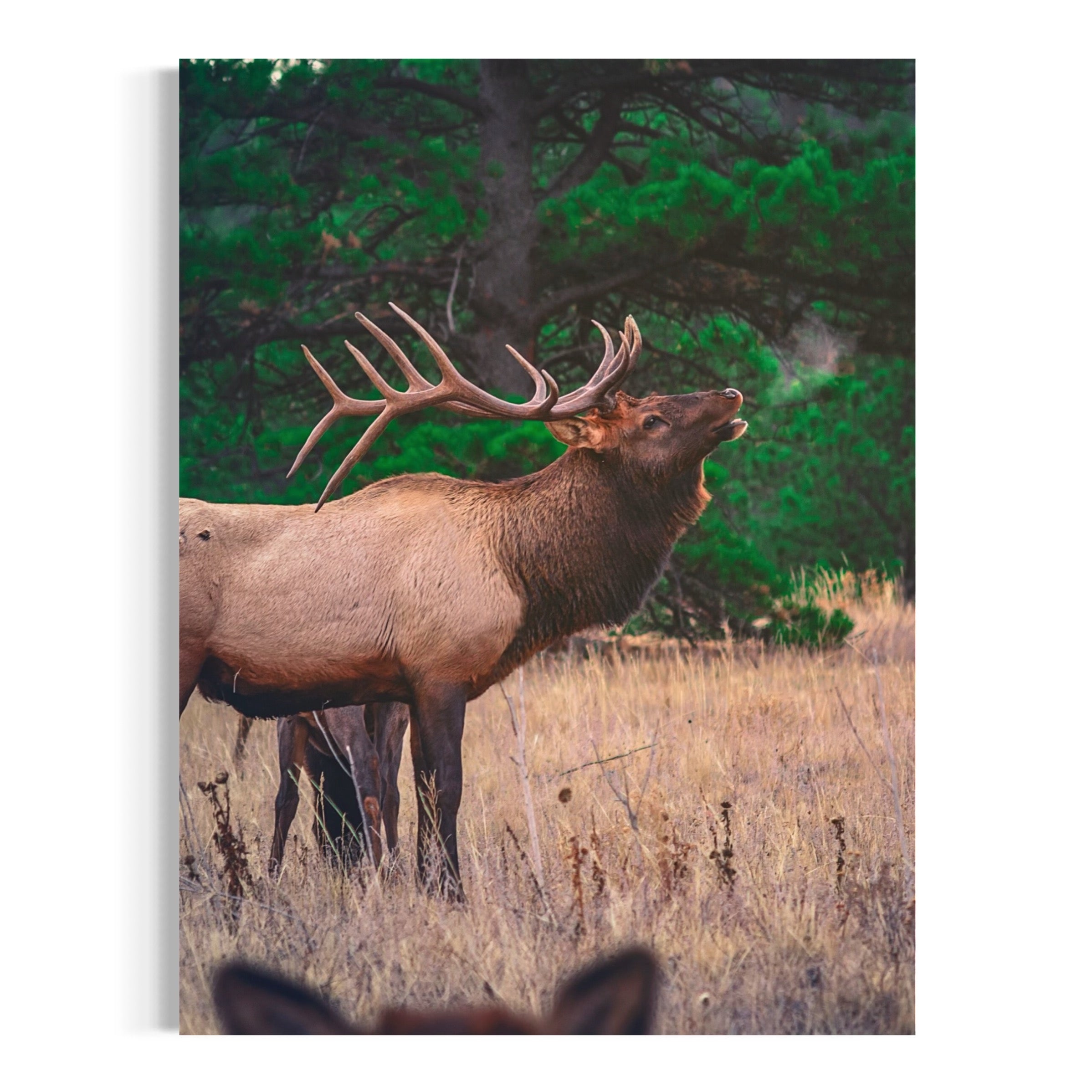 Echoes of the Bull Elk - Moderno Wall Art Wall Art