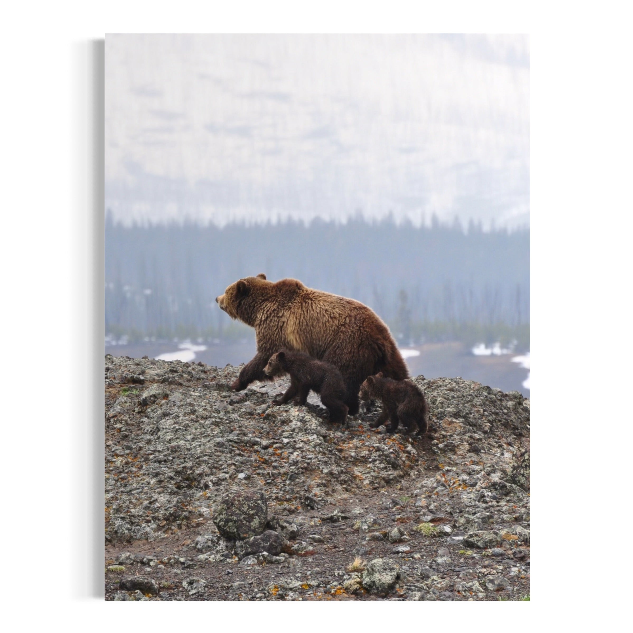 Bear and Two Cubs - Moderno Wall Art Wall Art