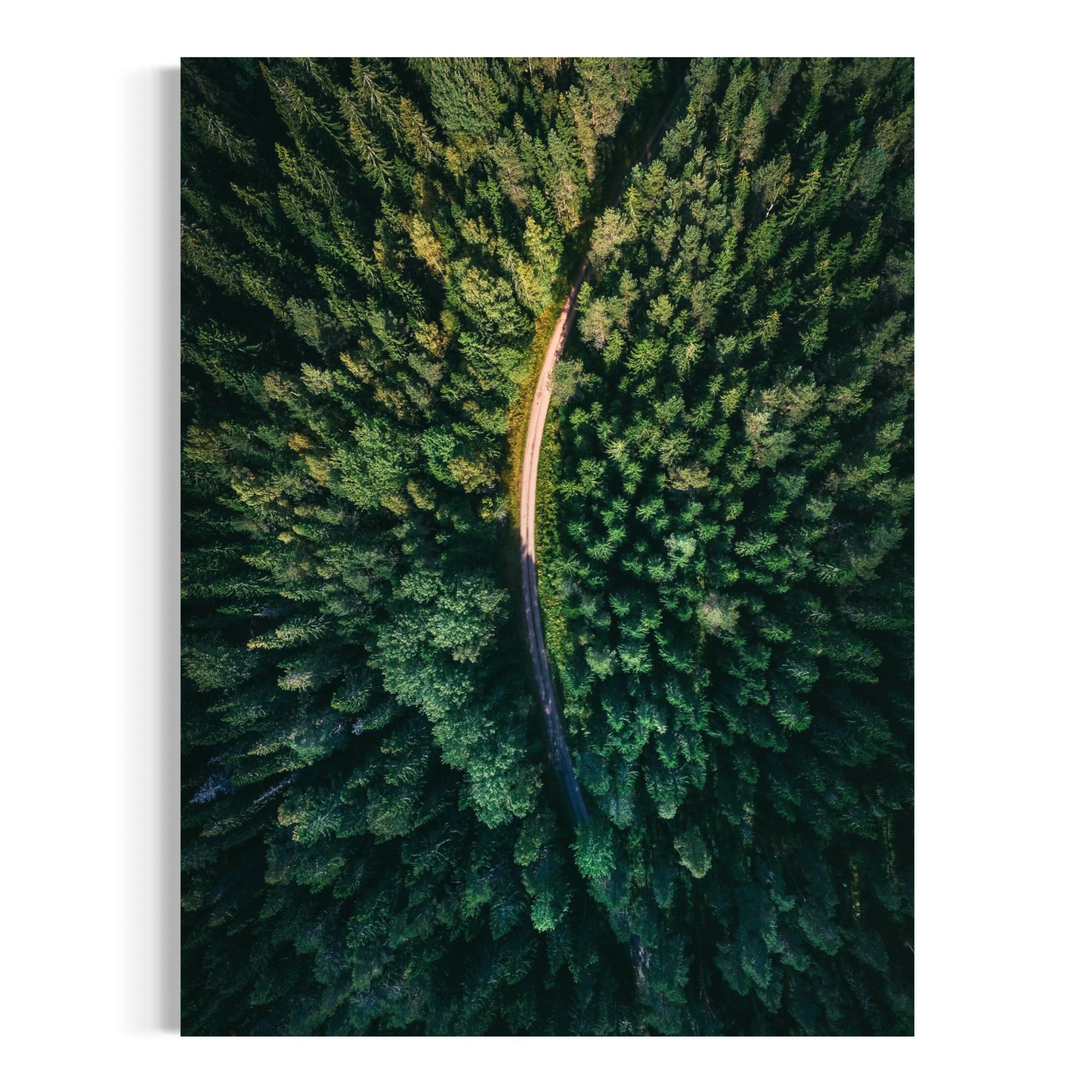 Forest From Above - Moderno Wall Art Wall Art