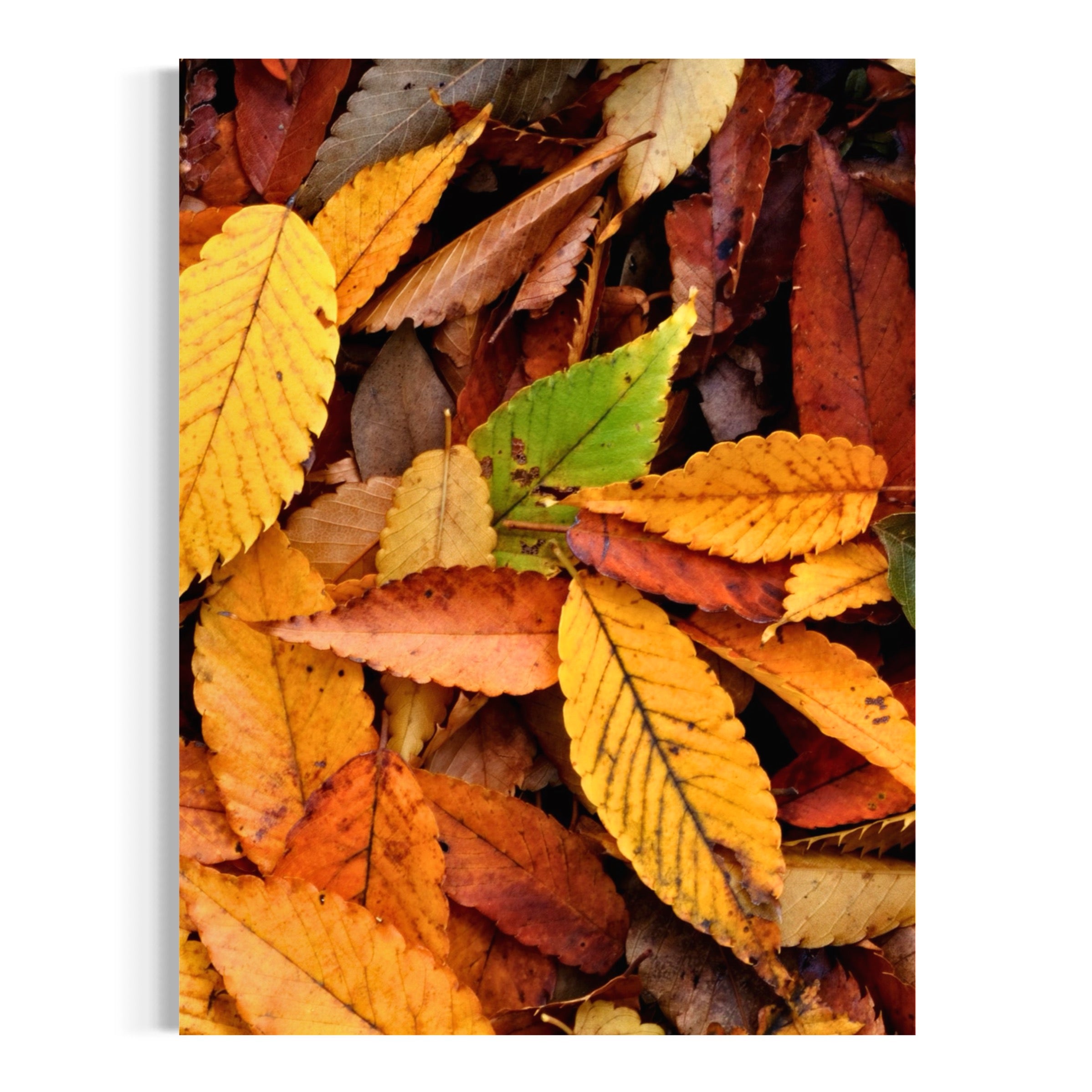 Autumn Leaves - Moderno Wall Art Wall Art