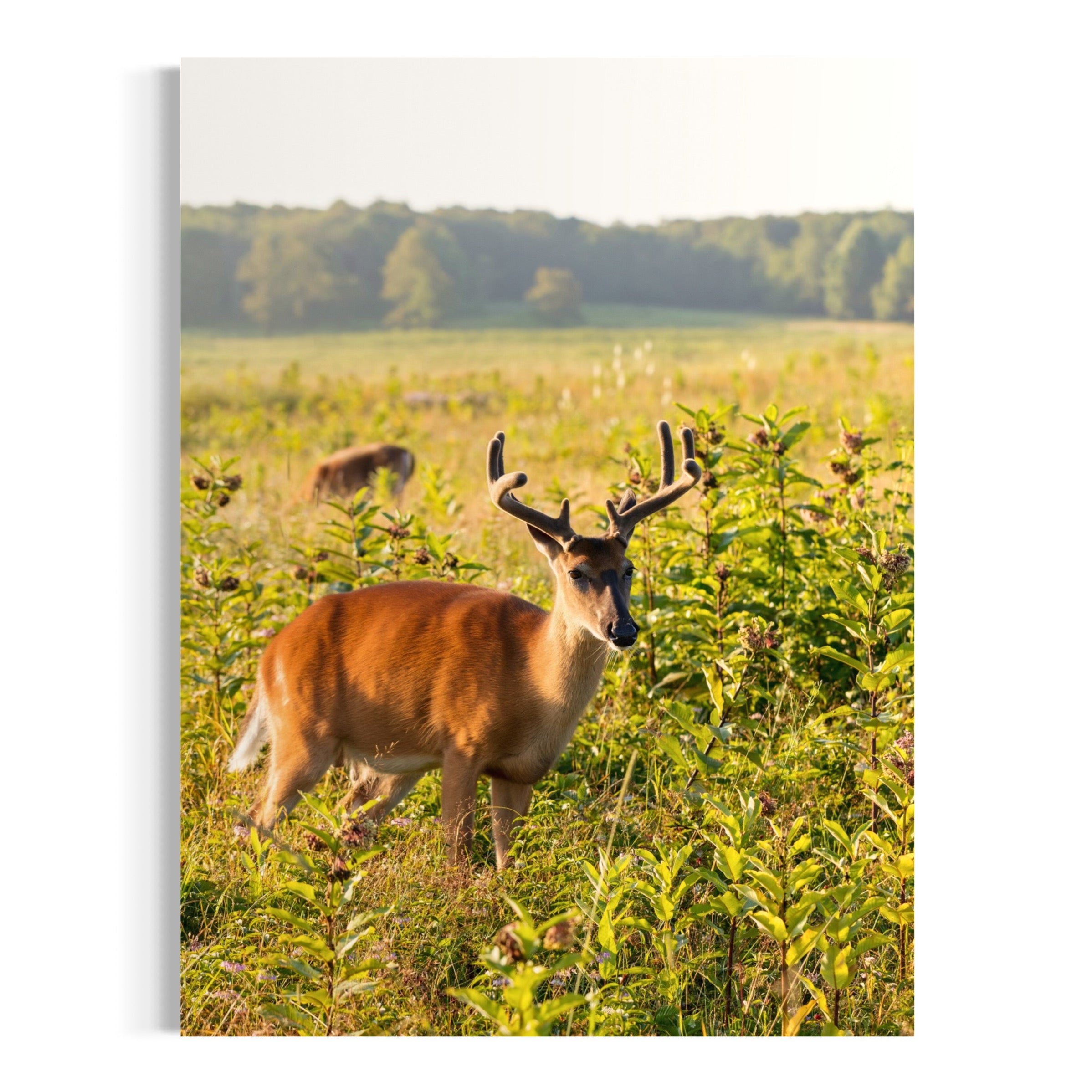 Grazing at Golden Hour - Moderno Wall Art Wall Art