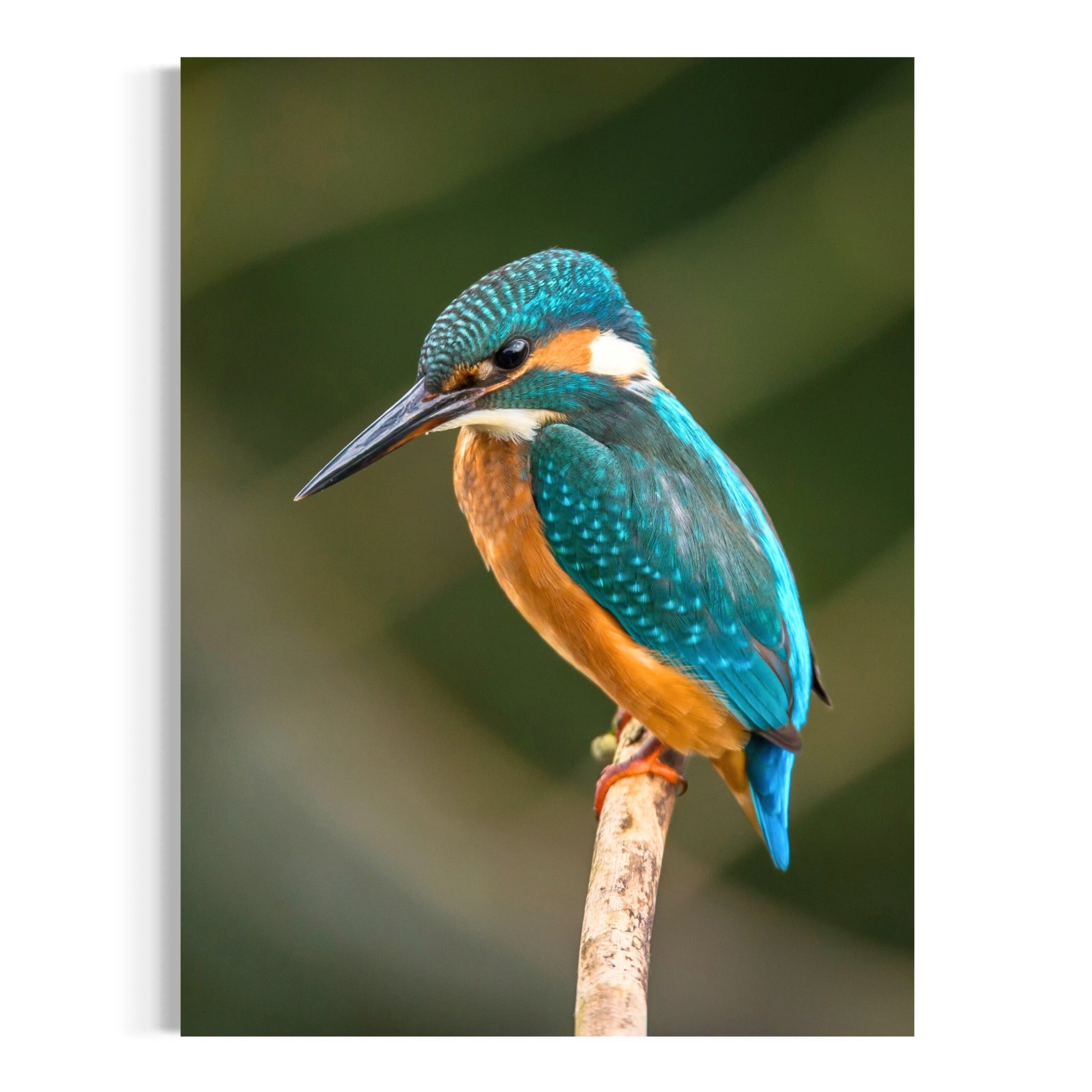Kingfisher's Perch - Moderno Wall Art Wall Art