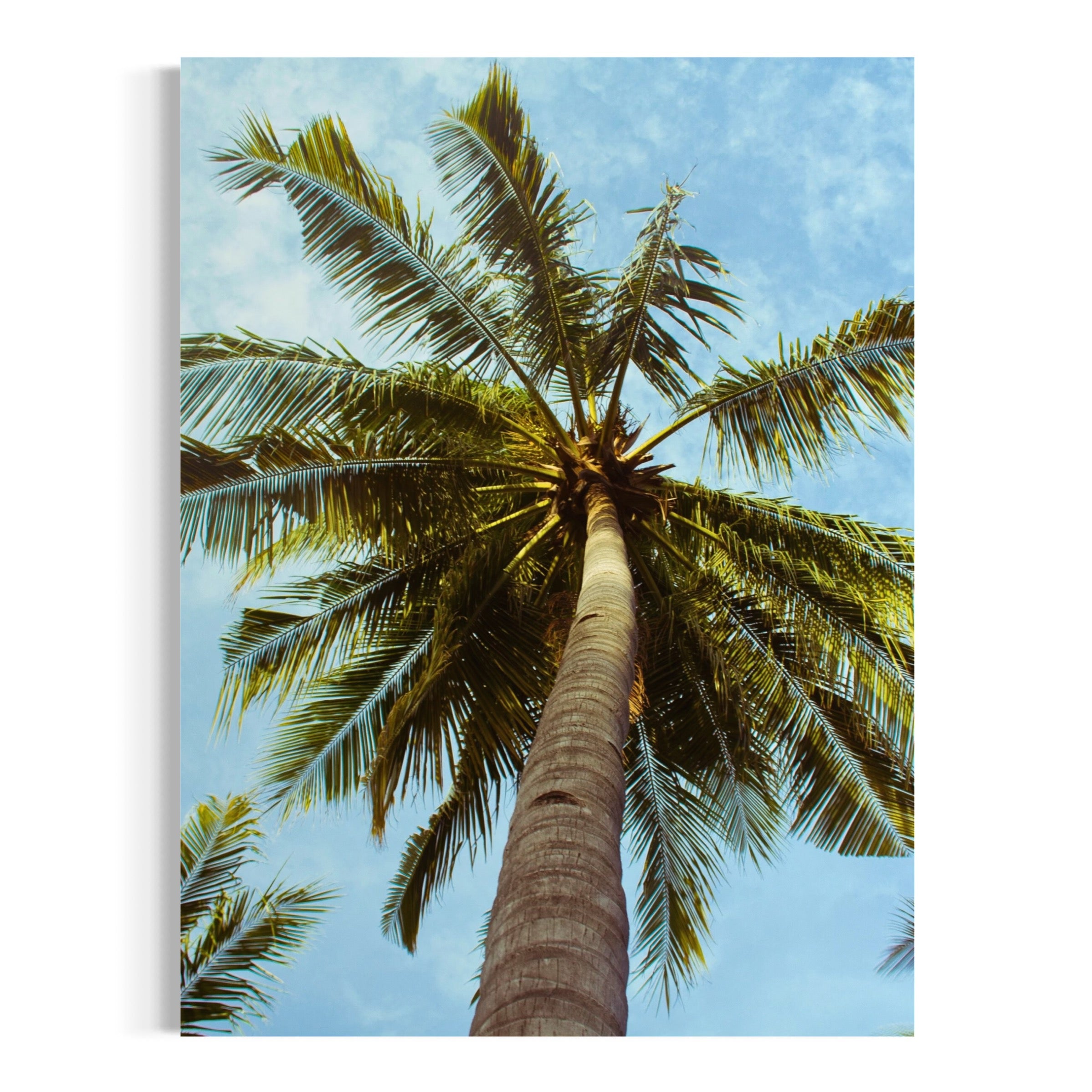 Palm Tree Perspective - Moderno Wall Art Wall Art