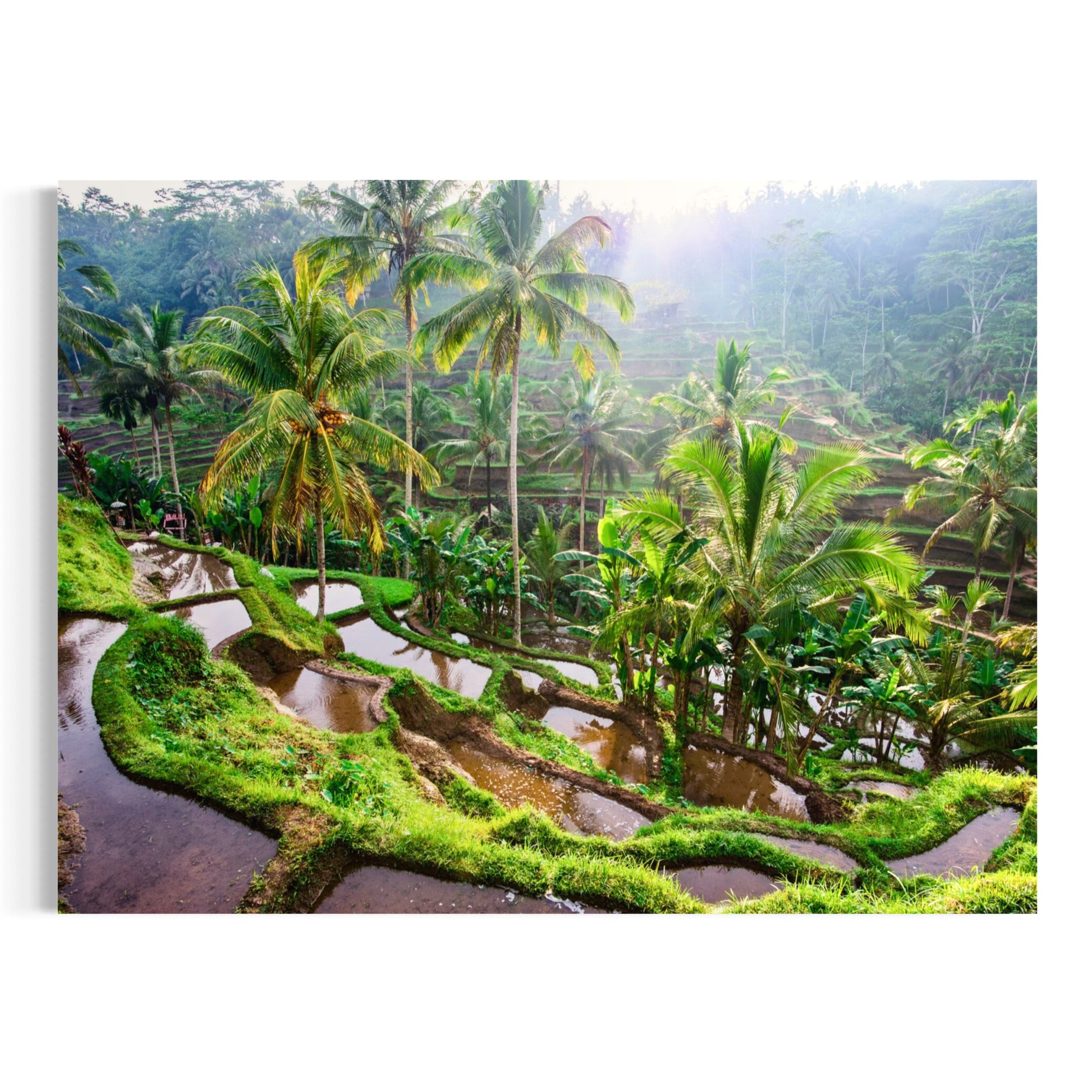 Tropical Cultivation - Moderno Wall Art Wall Art