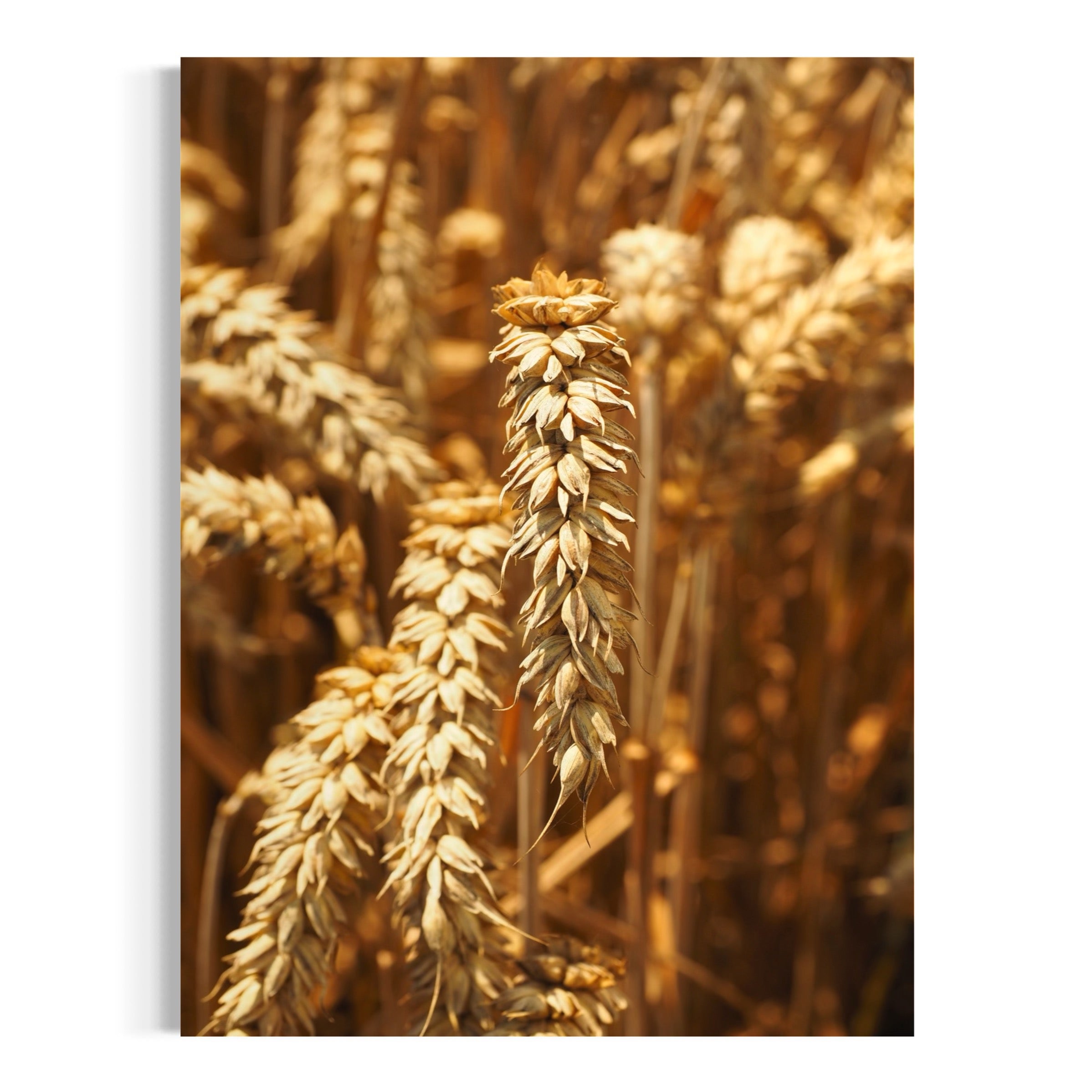Field of Gold - Moderno Wall Art Wall Art