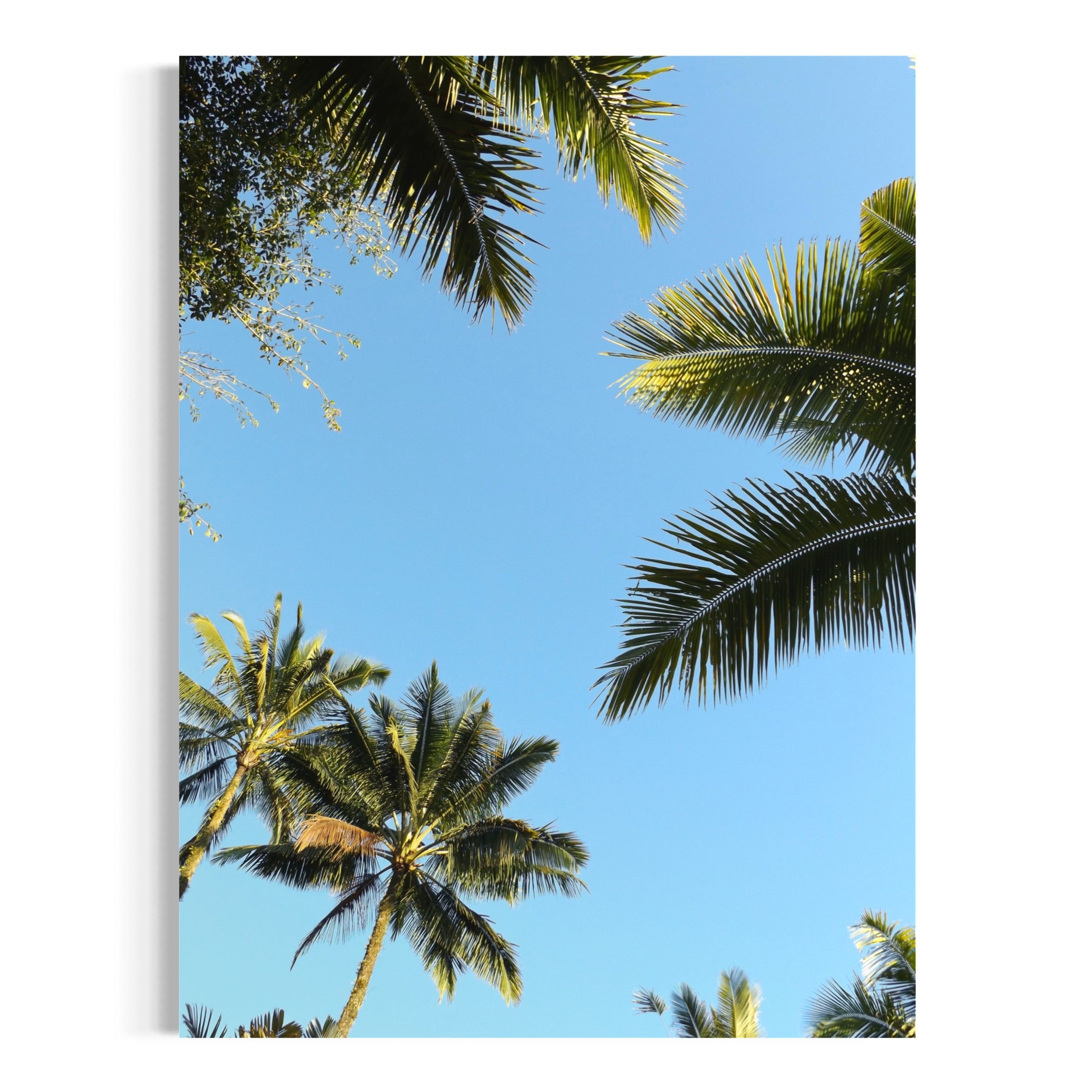 Palm Breeze - Moderno Wall Art Wall Art