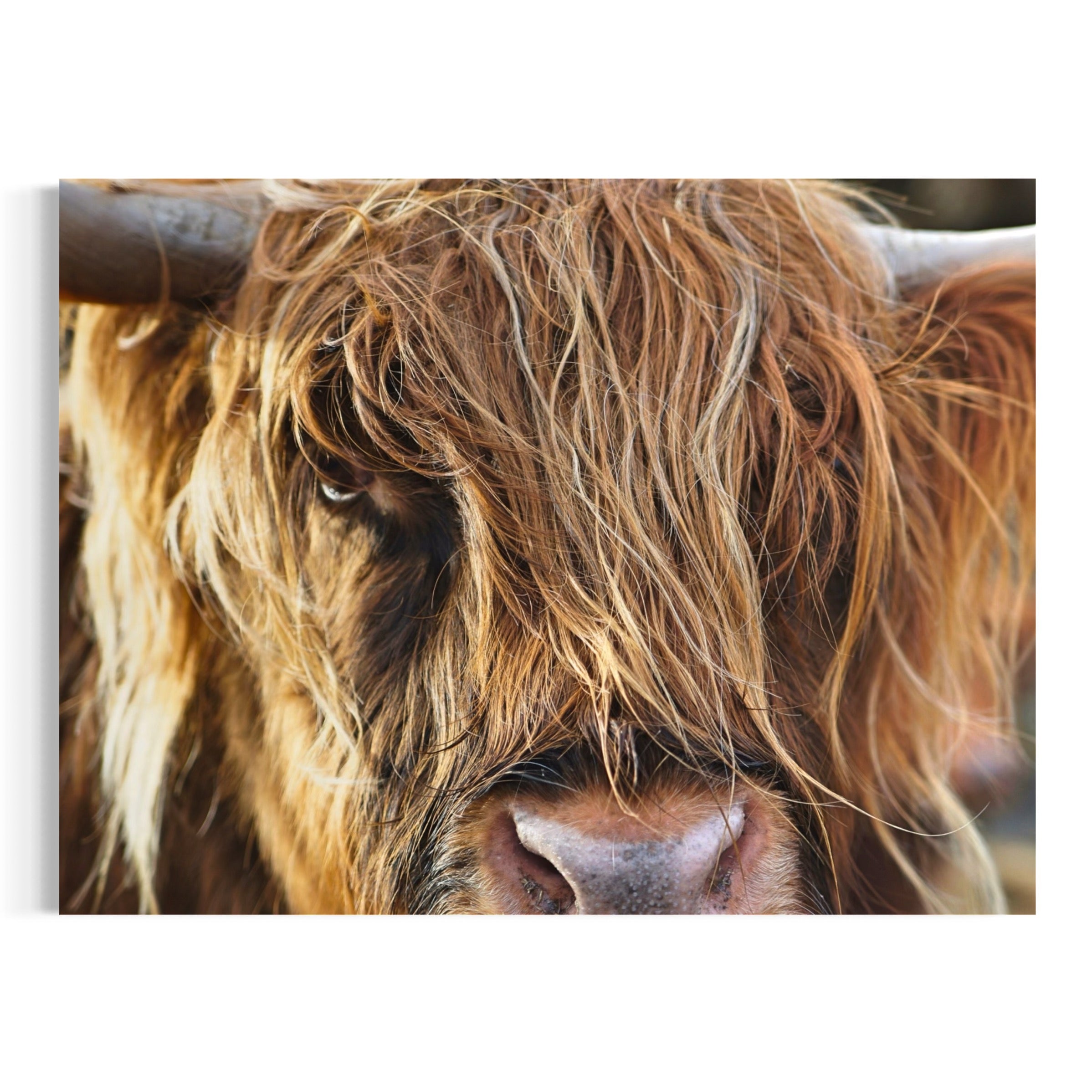 Highland Gaze - Moderno Wall Art Wall Art