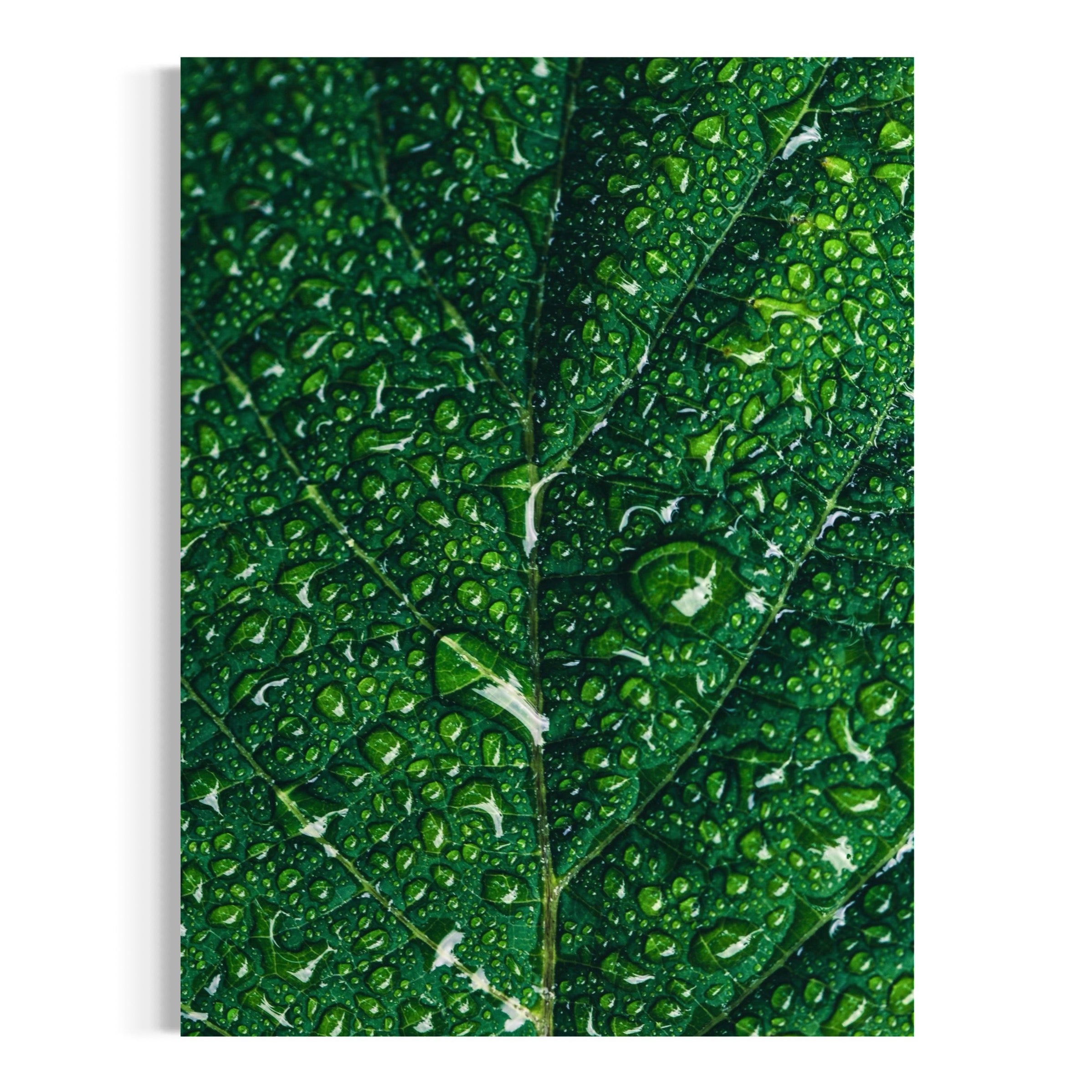 Dew-Kissed Green - Moderno Wall Art Wall Art