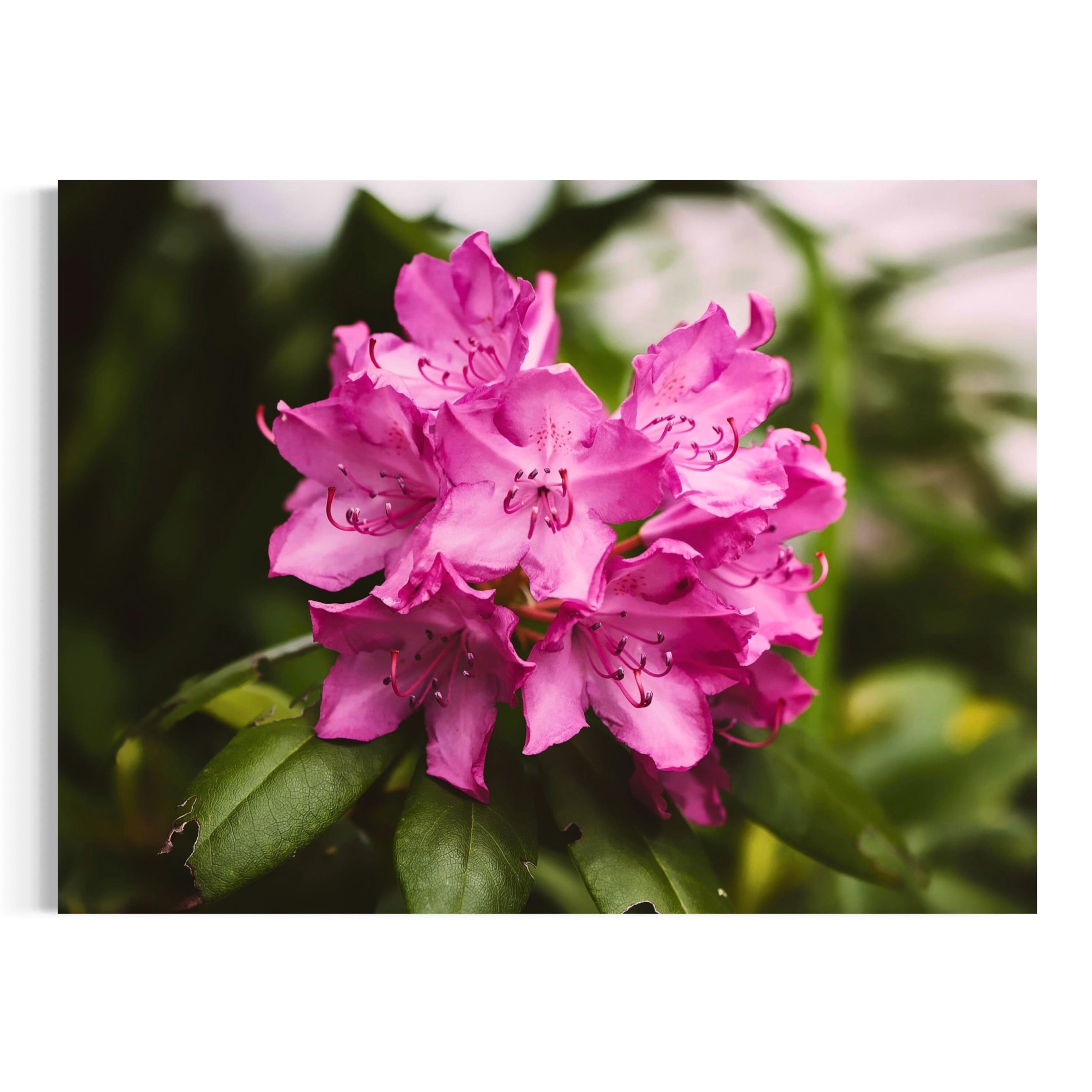Spring Azalea - Moderno Wall Art Wall Art