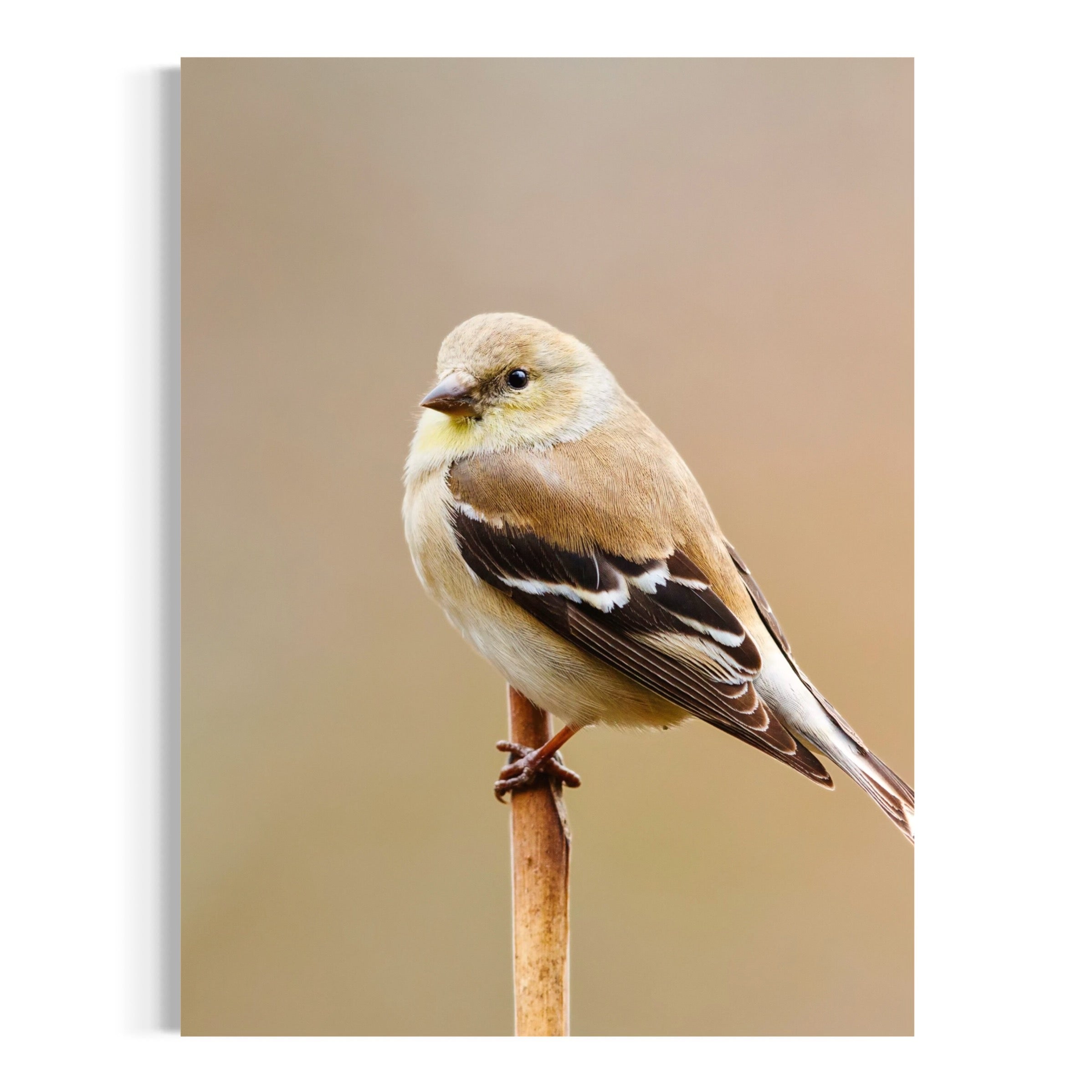 Poised in Stillness - Moderno Wall Art Wall Art