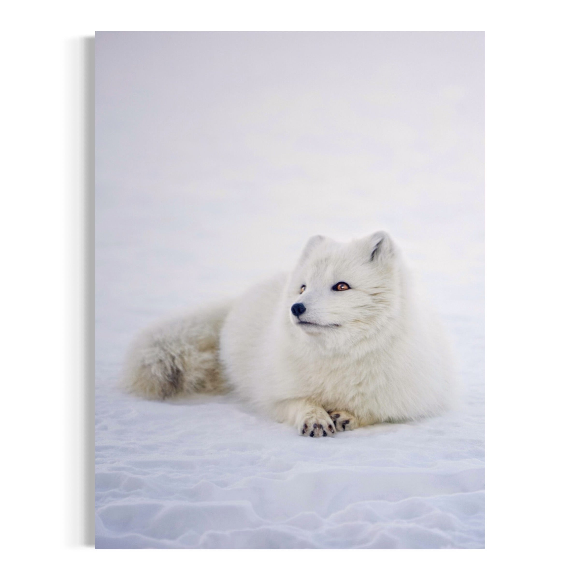 Arctic Elegance - Moderno Wall Art Wall Art