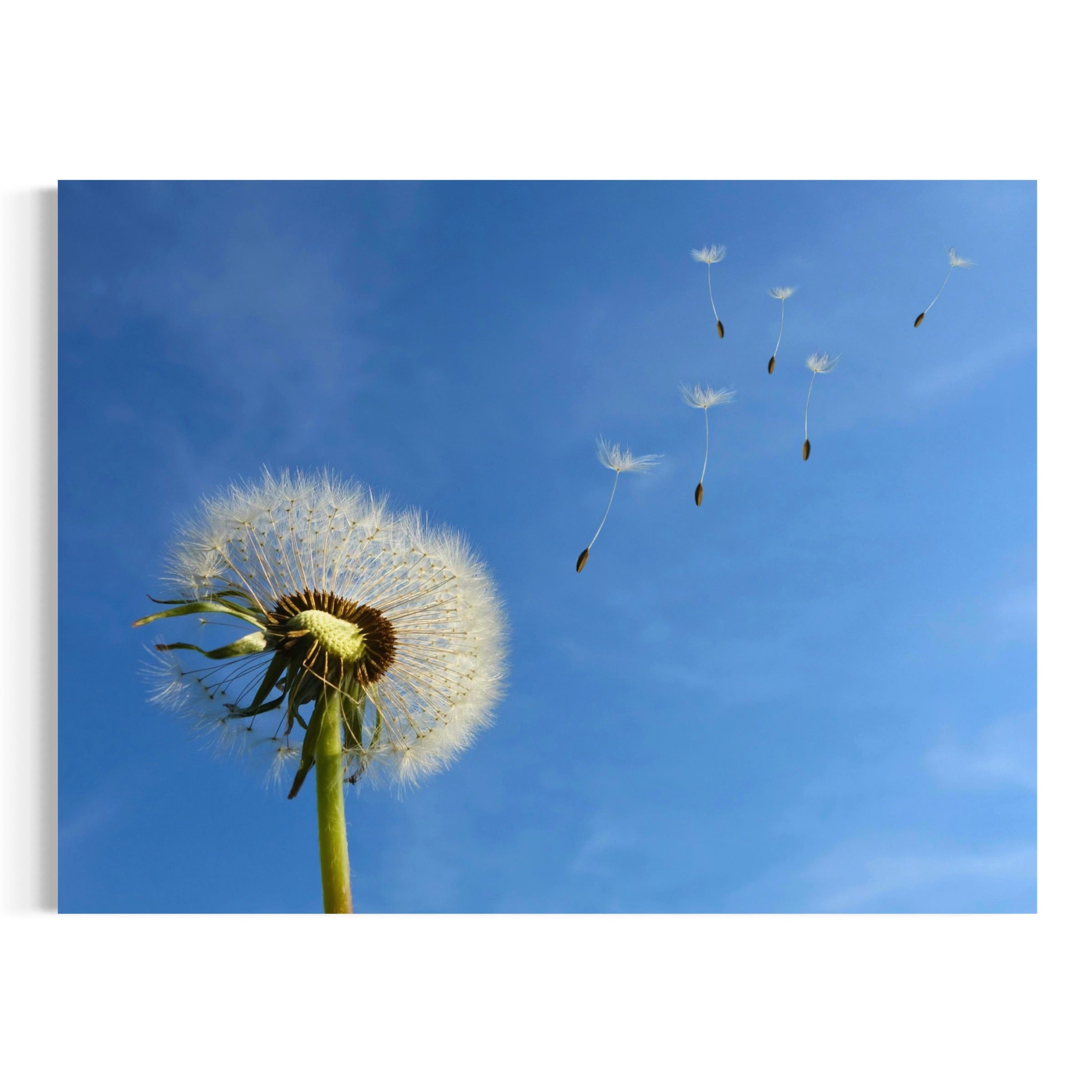 Floating Wishes - Moderno Wall Art Wall Art