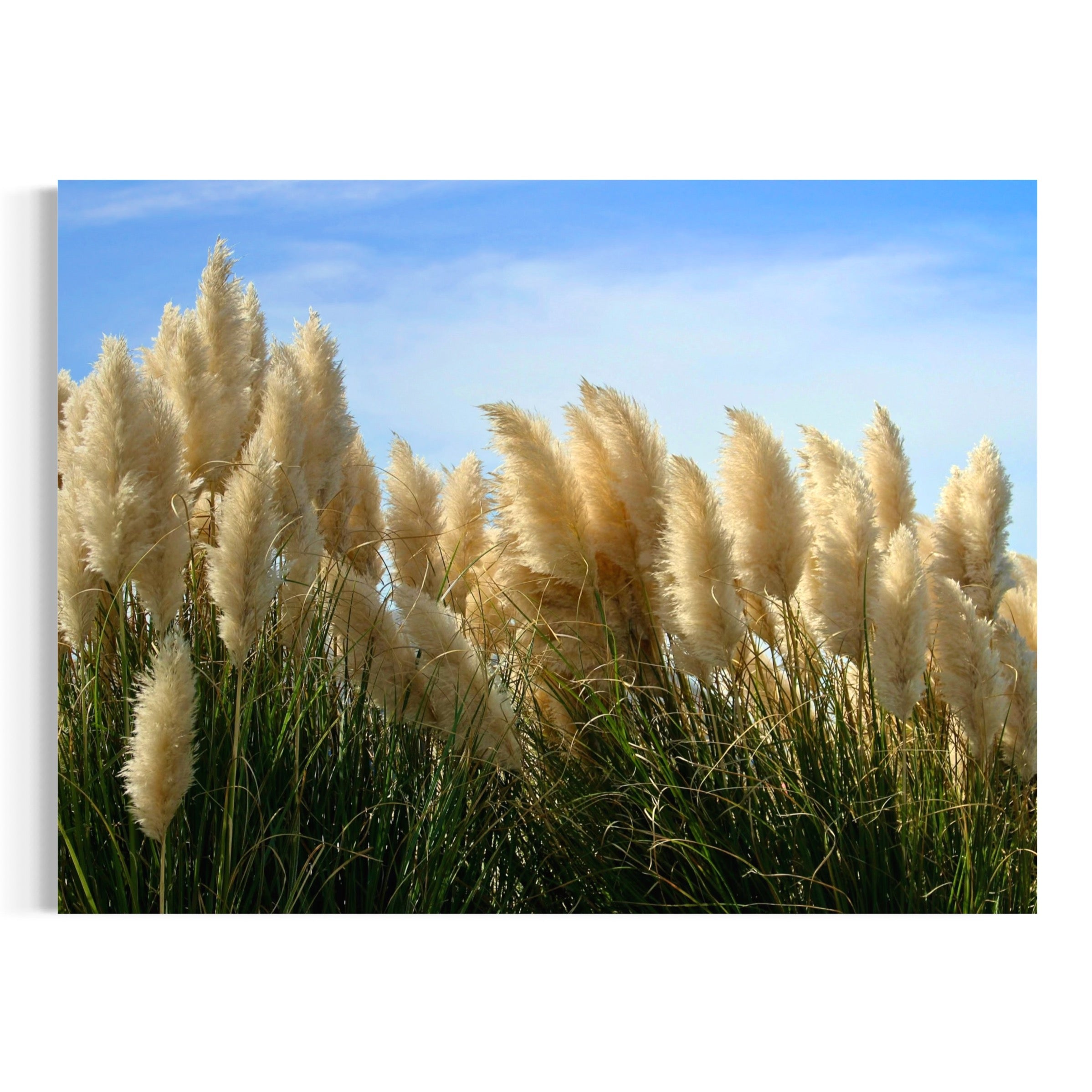 Pampas in the Breeze - Moderno Wall Art Wall Art