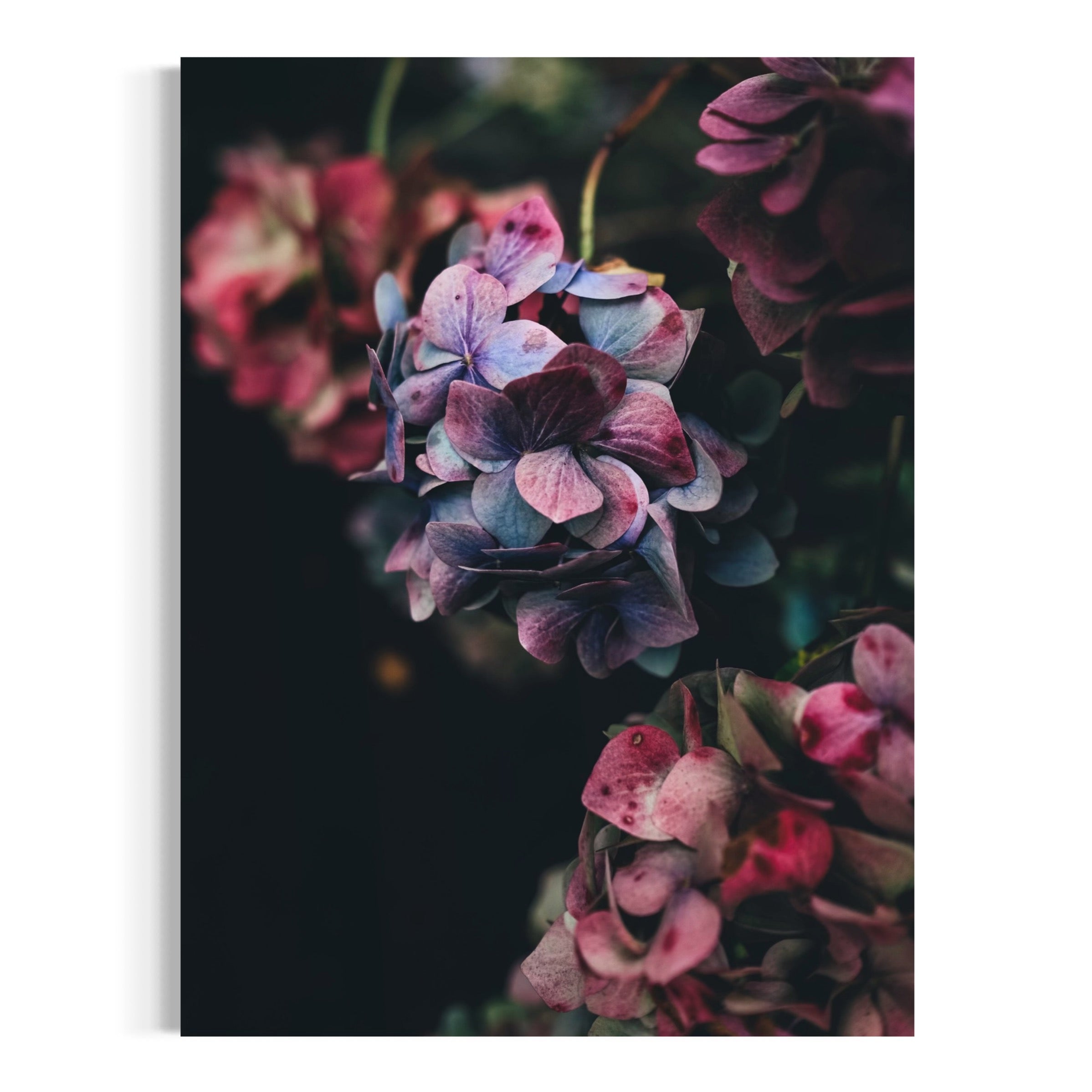 Midnight Hydrangeas - Moderno Wall Art Wall Art