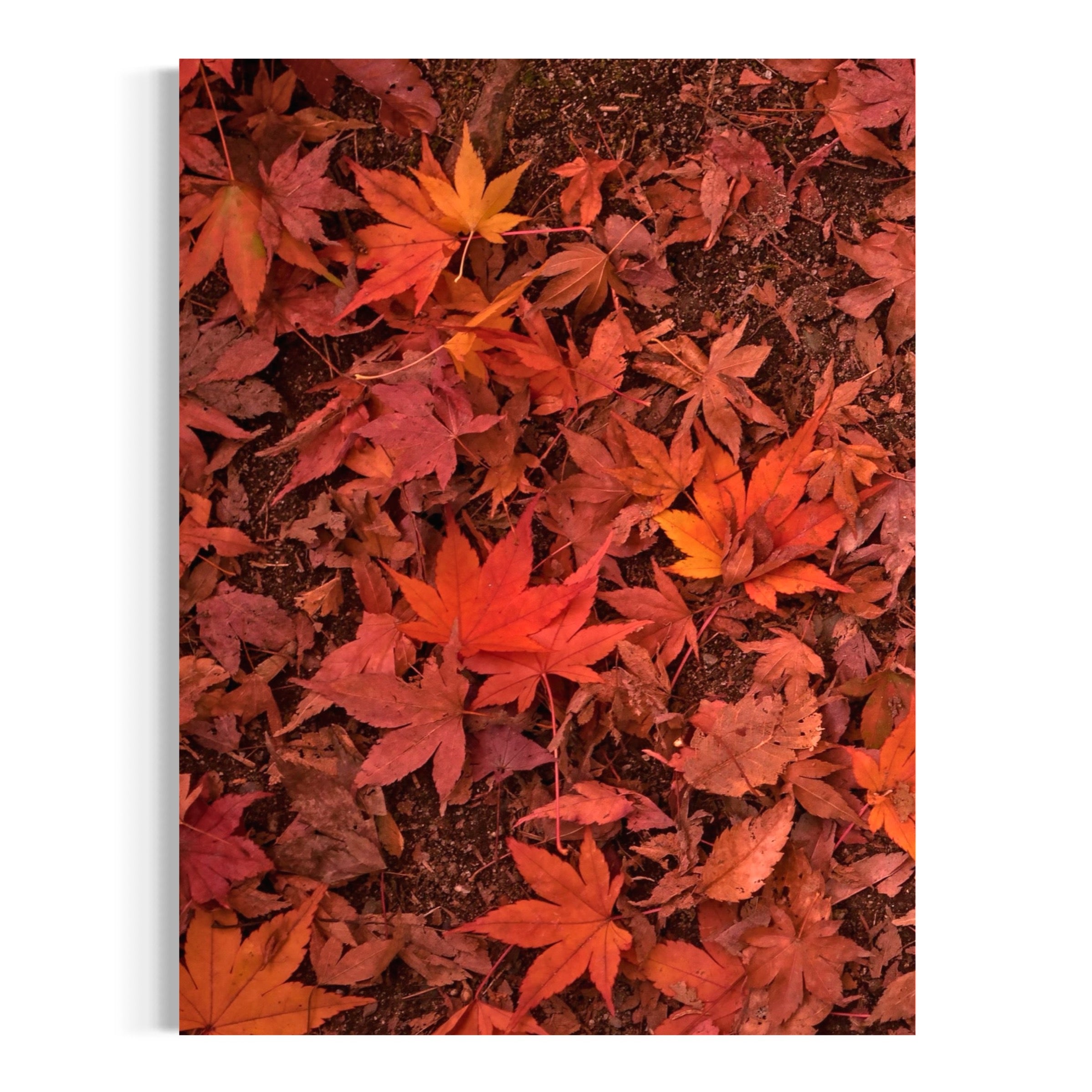 Vibrant Autumn Leaves - Moderno Wall Art Wall Art