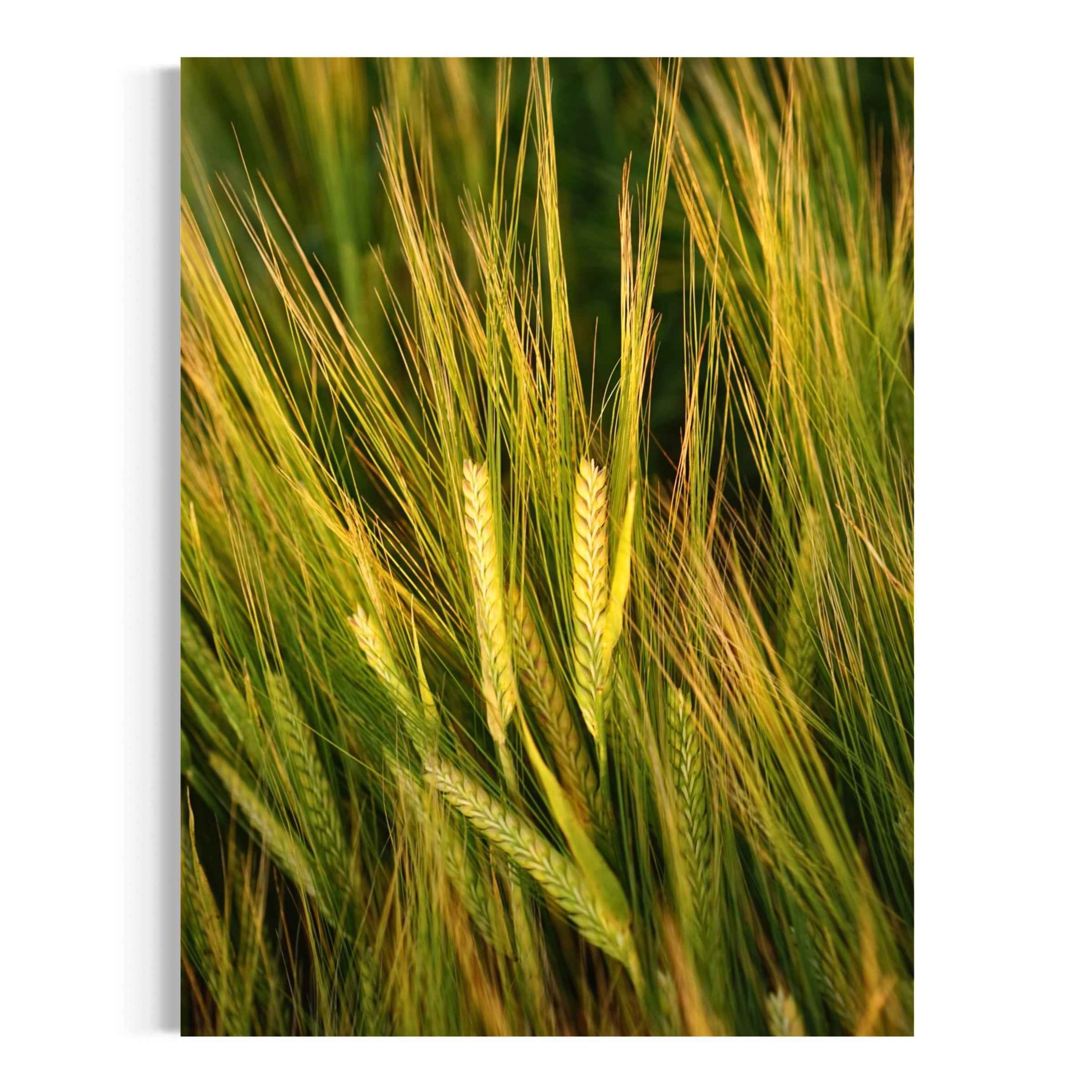 Barley in Bloom - Moderno Wall Art Wall Art