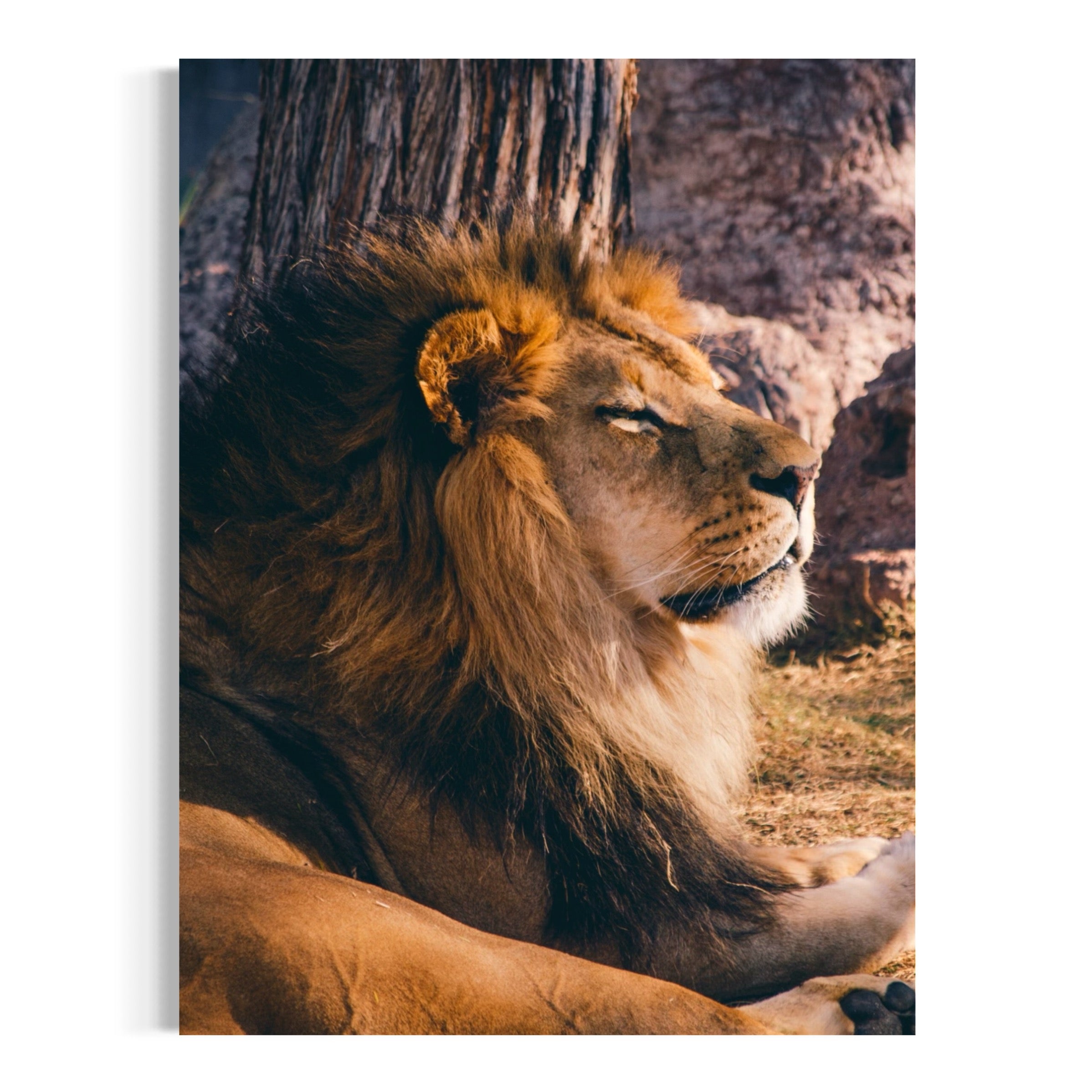 King at Rest - Moderno Wall Art Wall Art