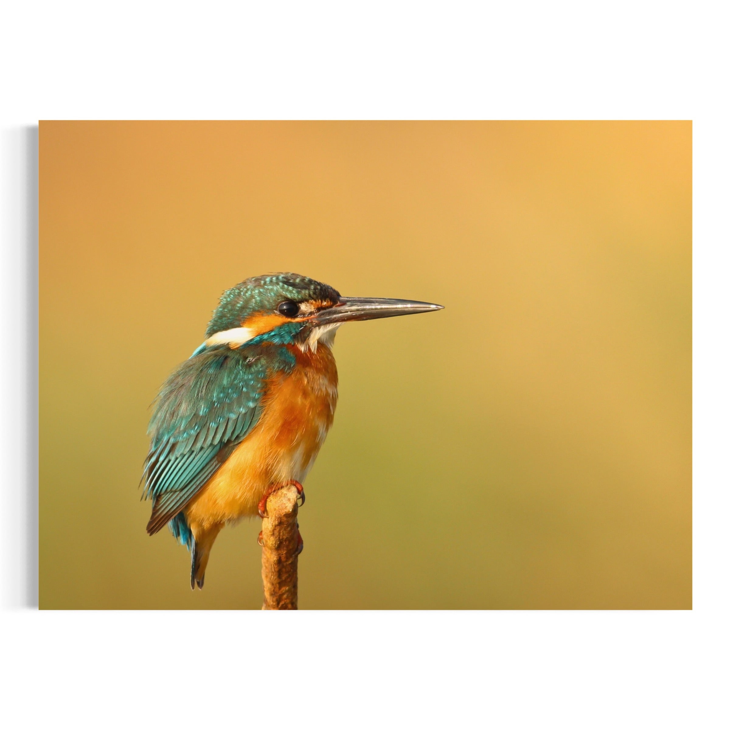 Kingfisher Perch - Moderno Wall Art Wall Art