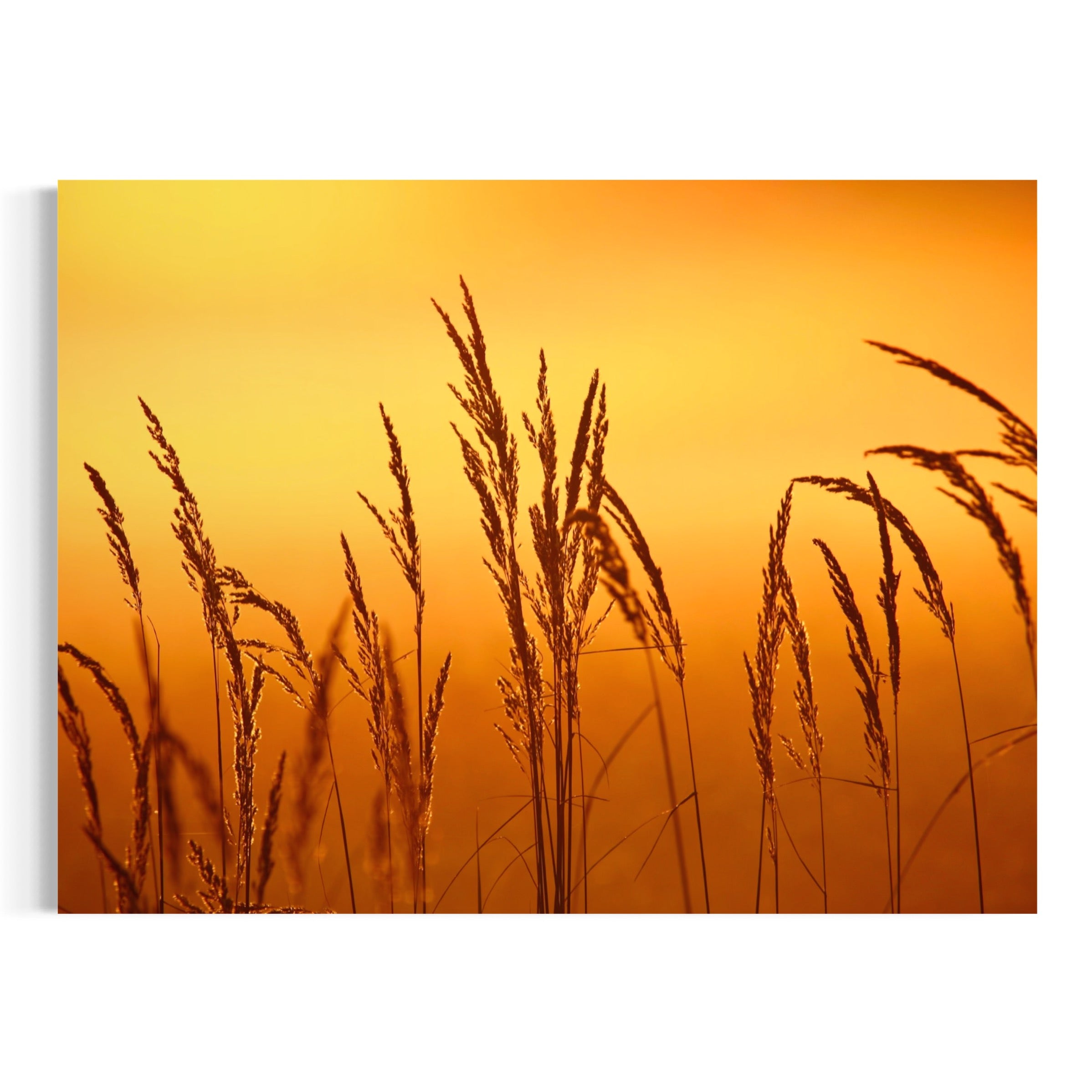 Sunset Reeds - Moderno Wall Art Wall Art