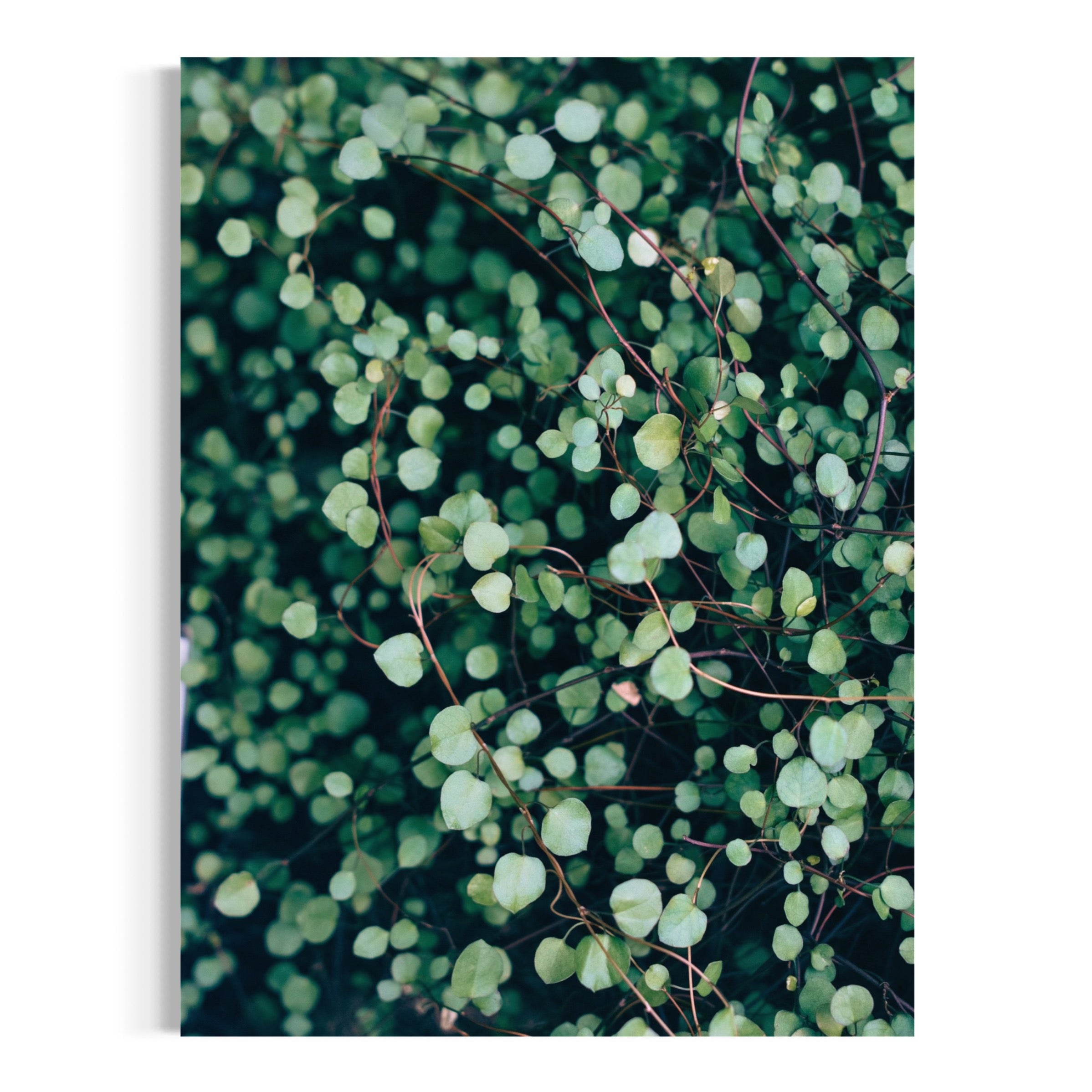 Maidenhair Vine - Moderno Wall Art Wall Art