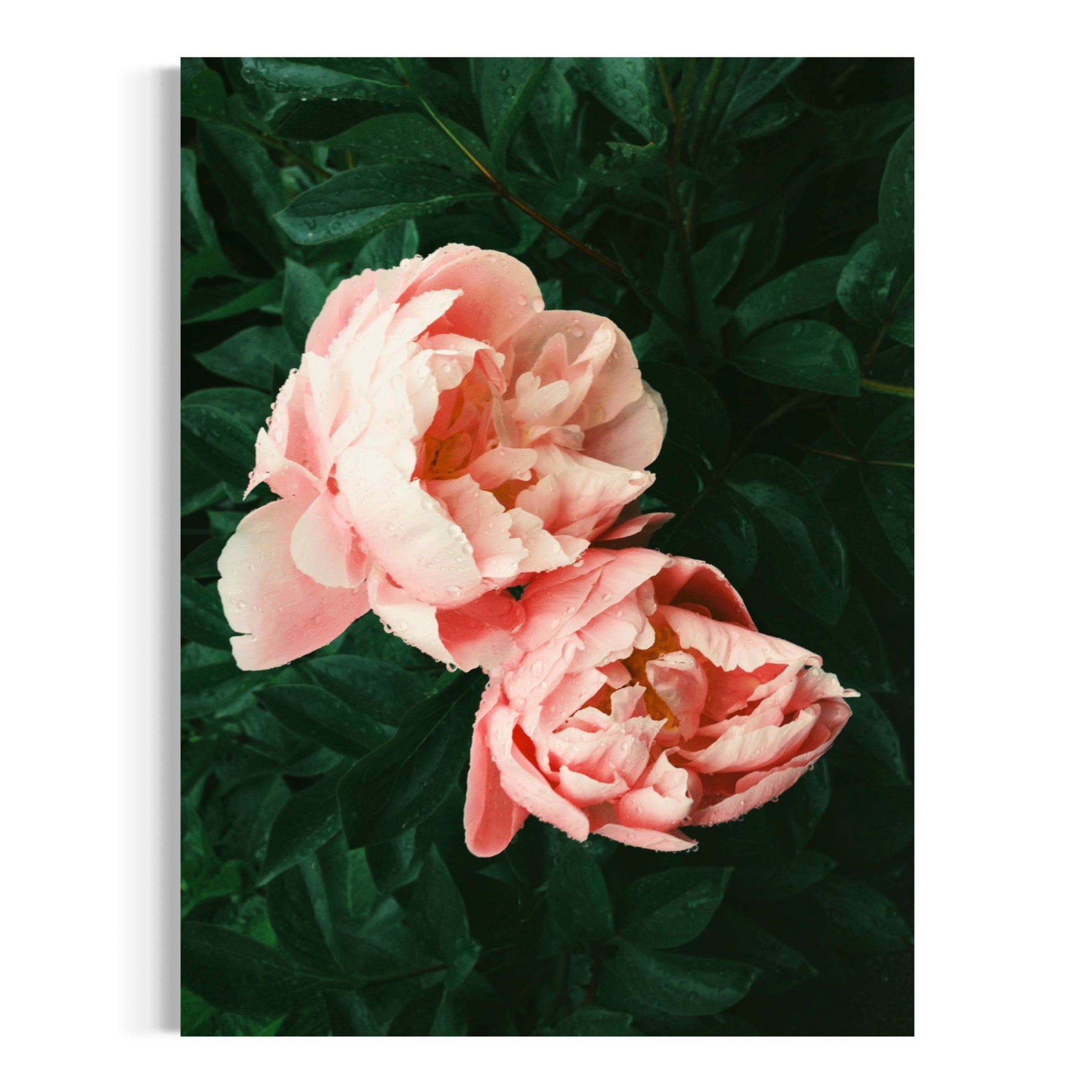 Rain-Kissed Peonies