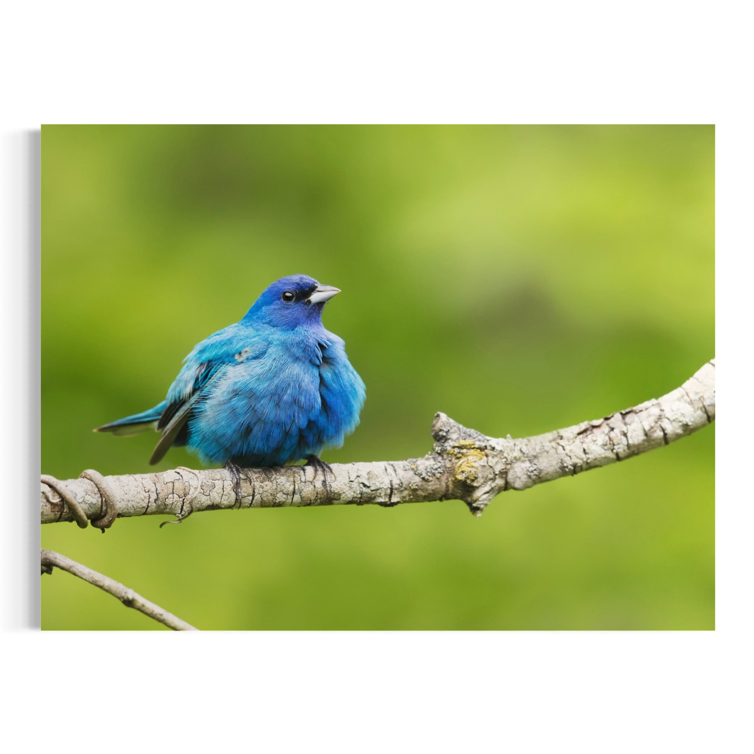 Blue Beauty - Moderno Wall Art Wall Art